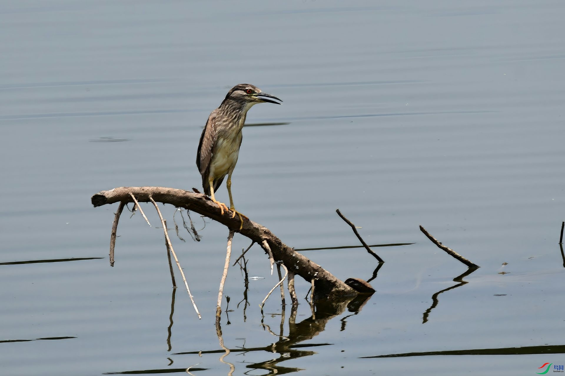 DSC_0412-topaz-sharpen-lighting-denoise ����.jpg