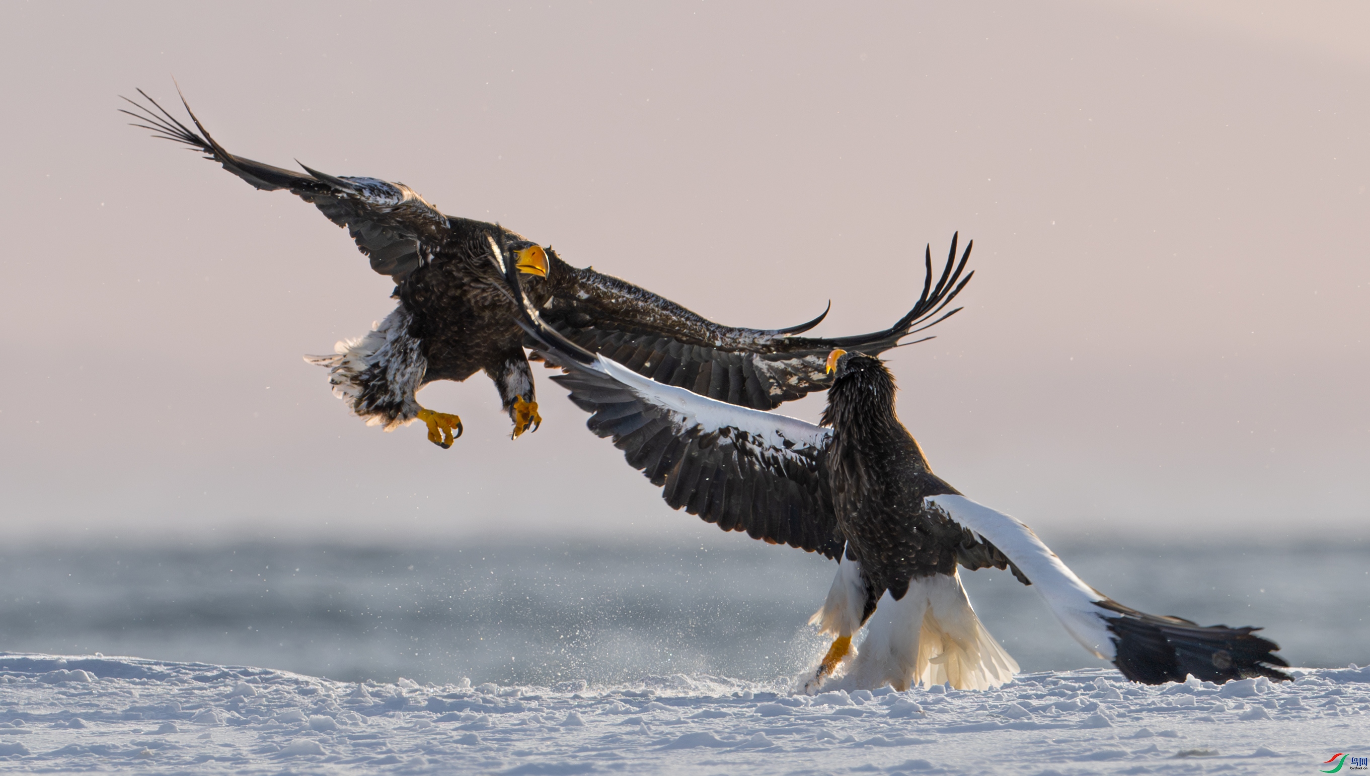 DSC_3734-����ǿ-NR-1.jpg