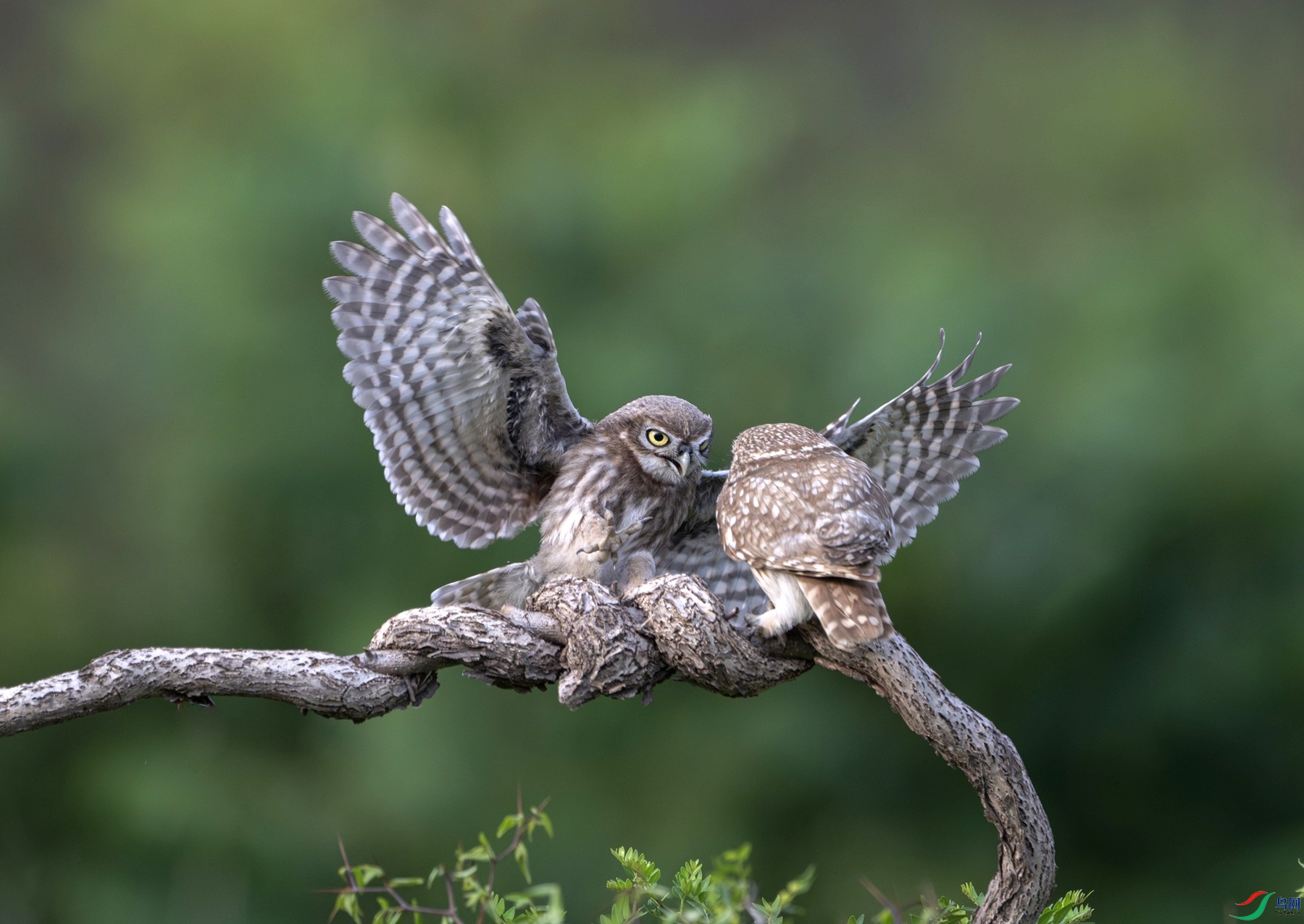 1DS_0677-����ǿ-NR ����_����_����.jpg