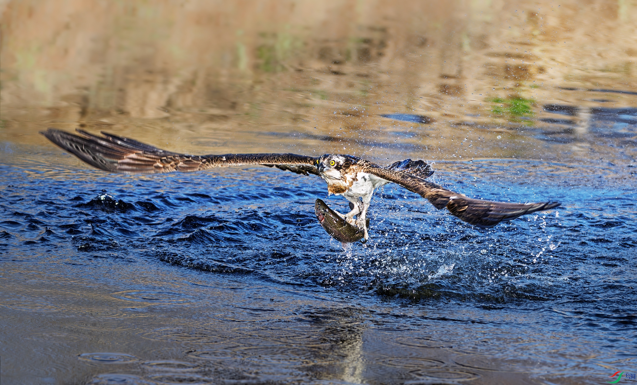 _DSC5248-1.jpg