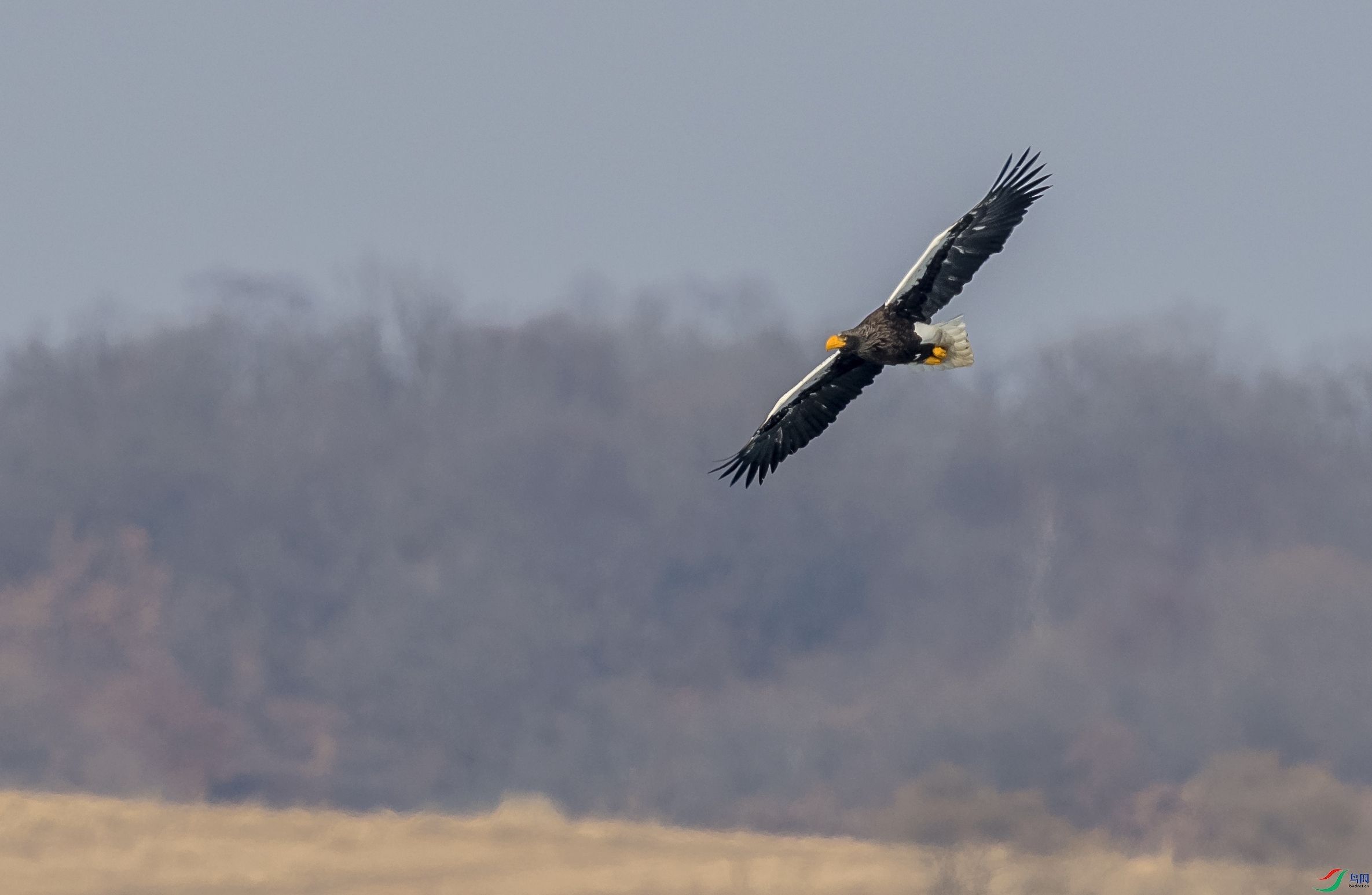 _DSC3842a.jpg