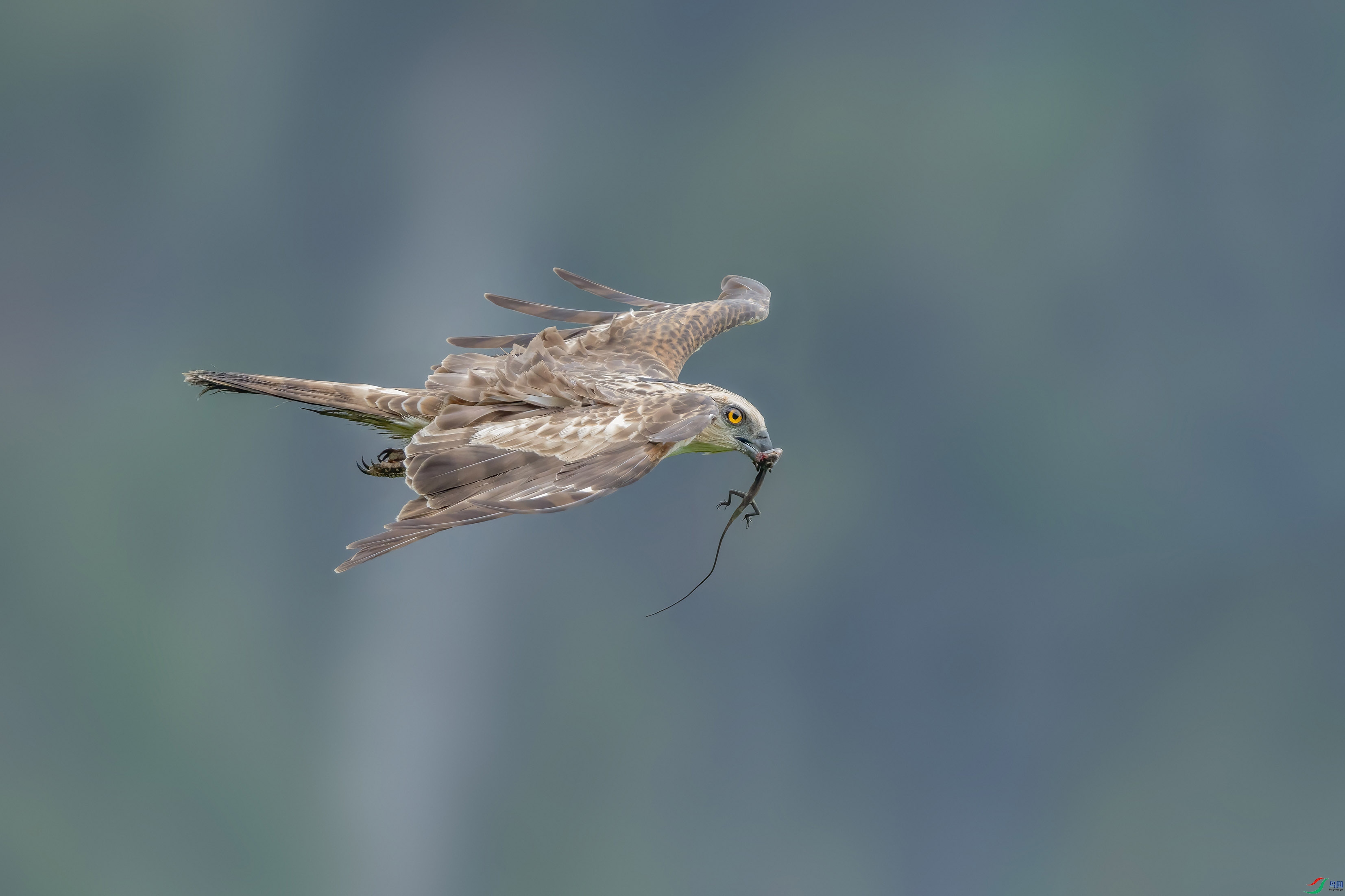 DSC_95139.jpg