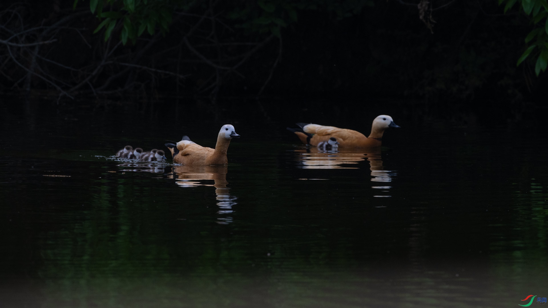 _DSC7237-1x7.jpg