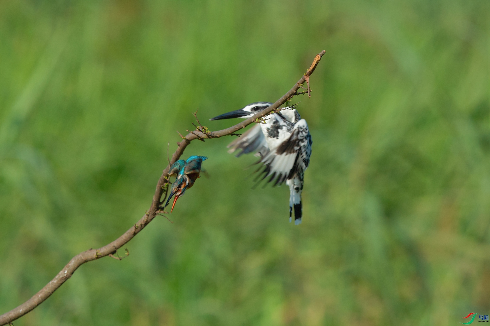 2DSC_3726_DxOa.jpg