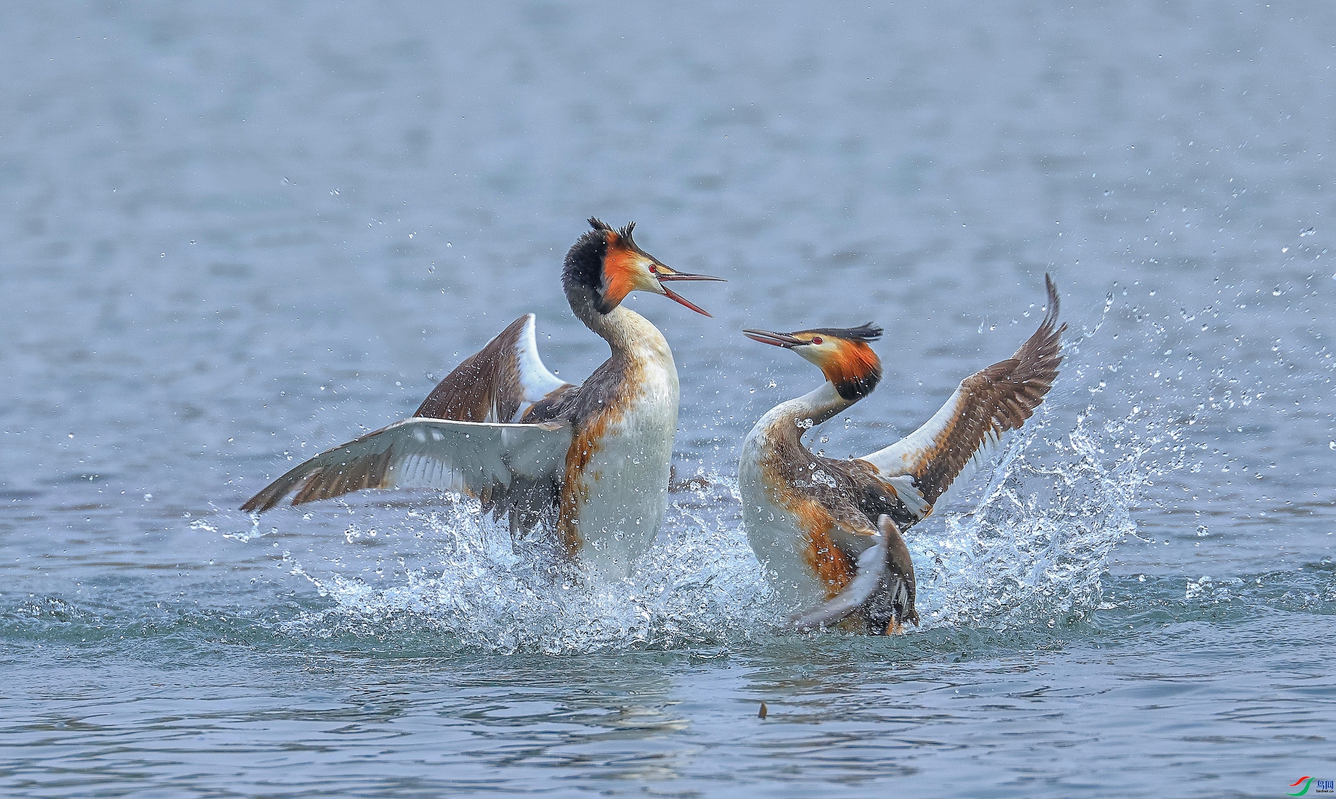 �򶷵ķ�ͷ�G�f ���� ��������֣ ����.jpg