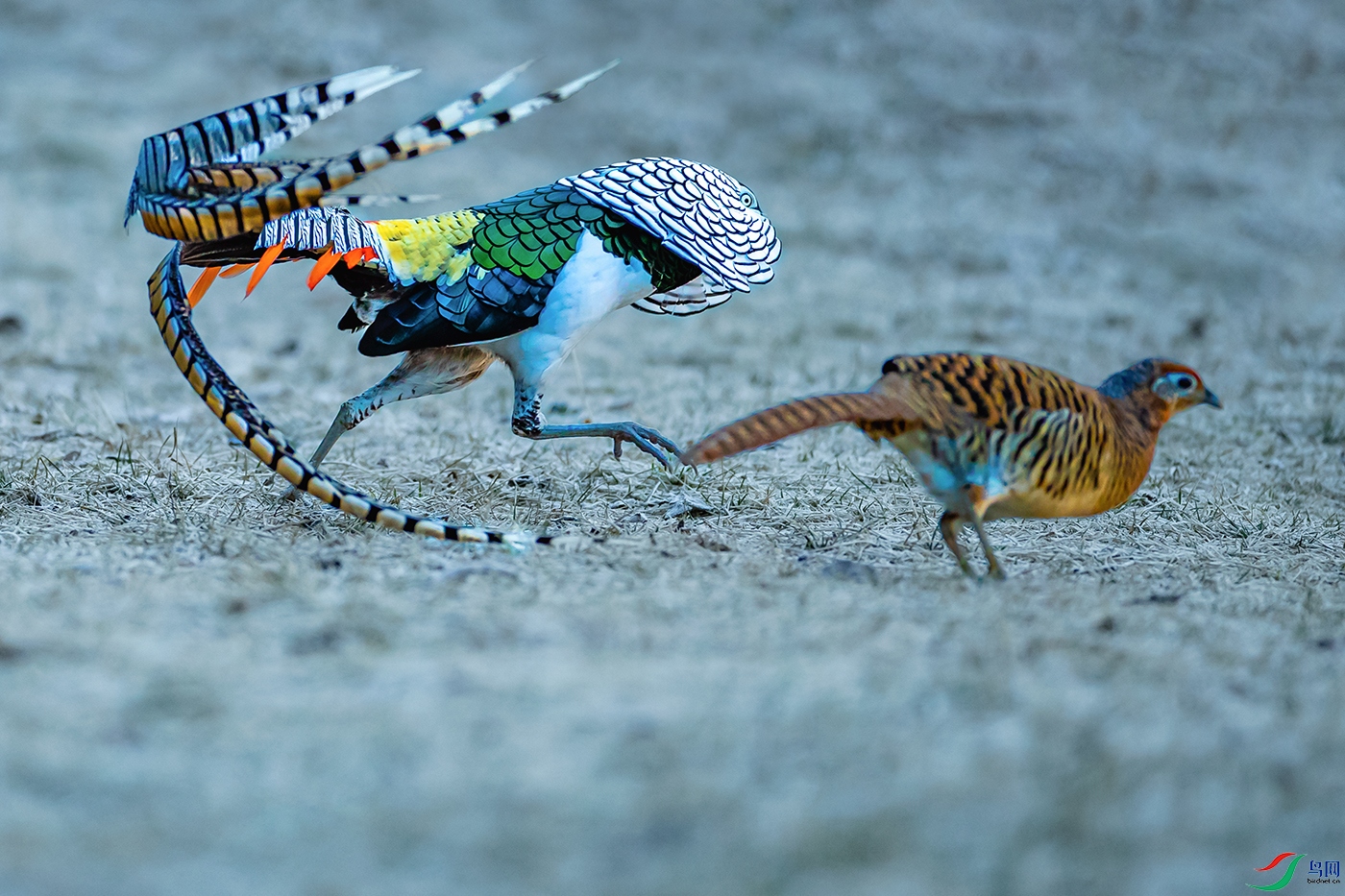 �׸�����----������չ׷�黶