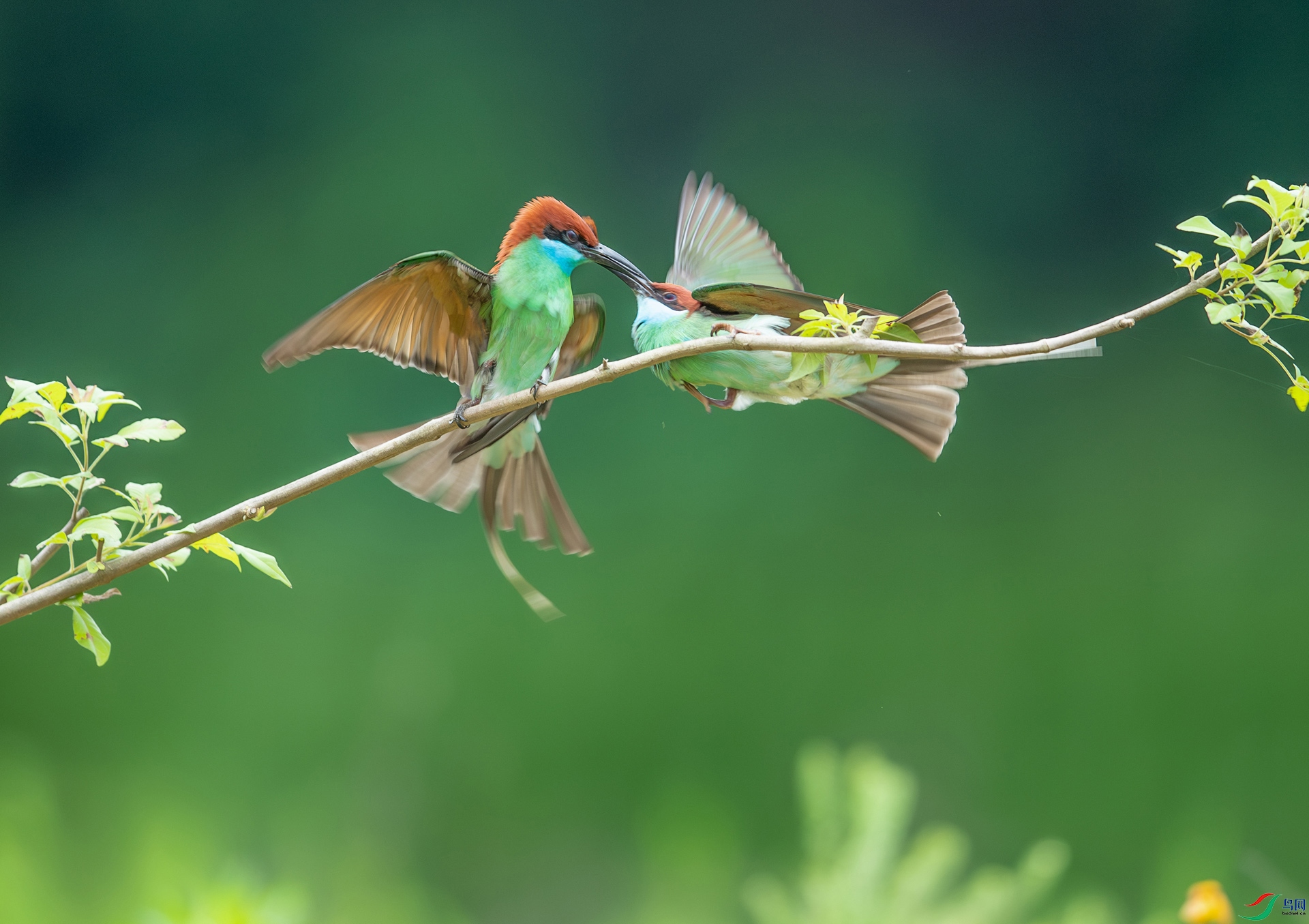DSC_9559-����ǿ-NR.jpg