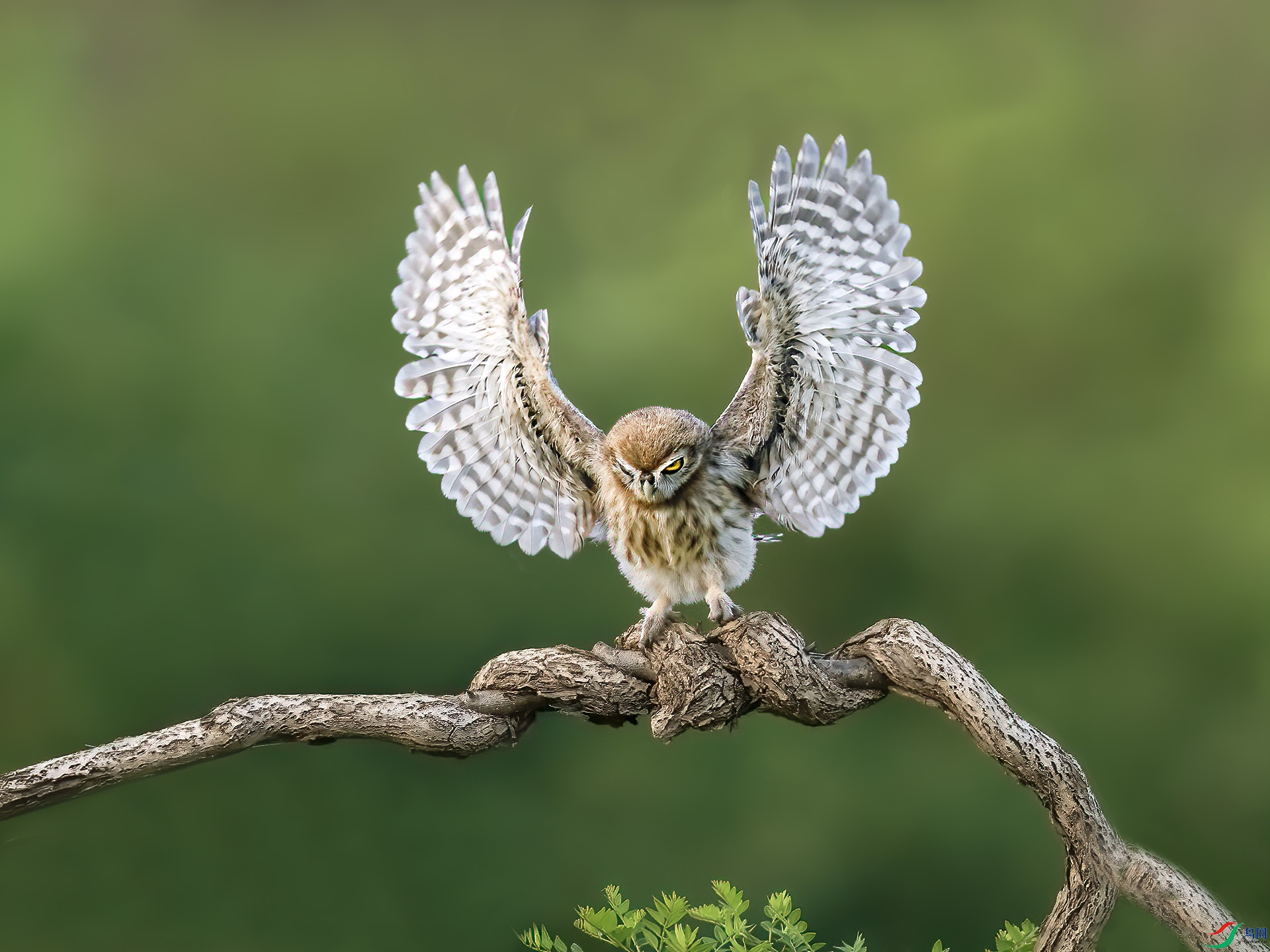 ���Ƹ�С�^