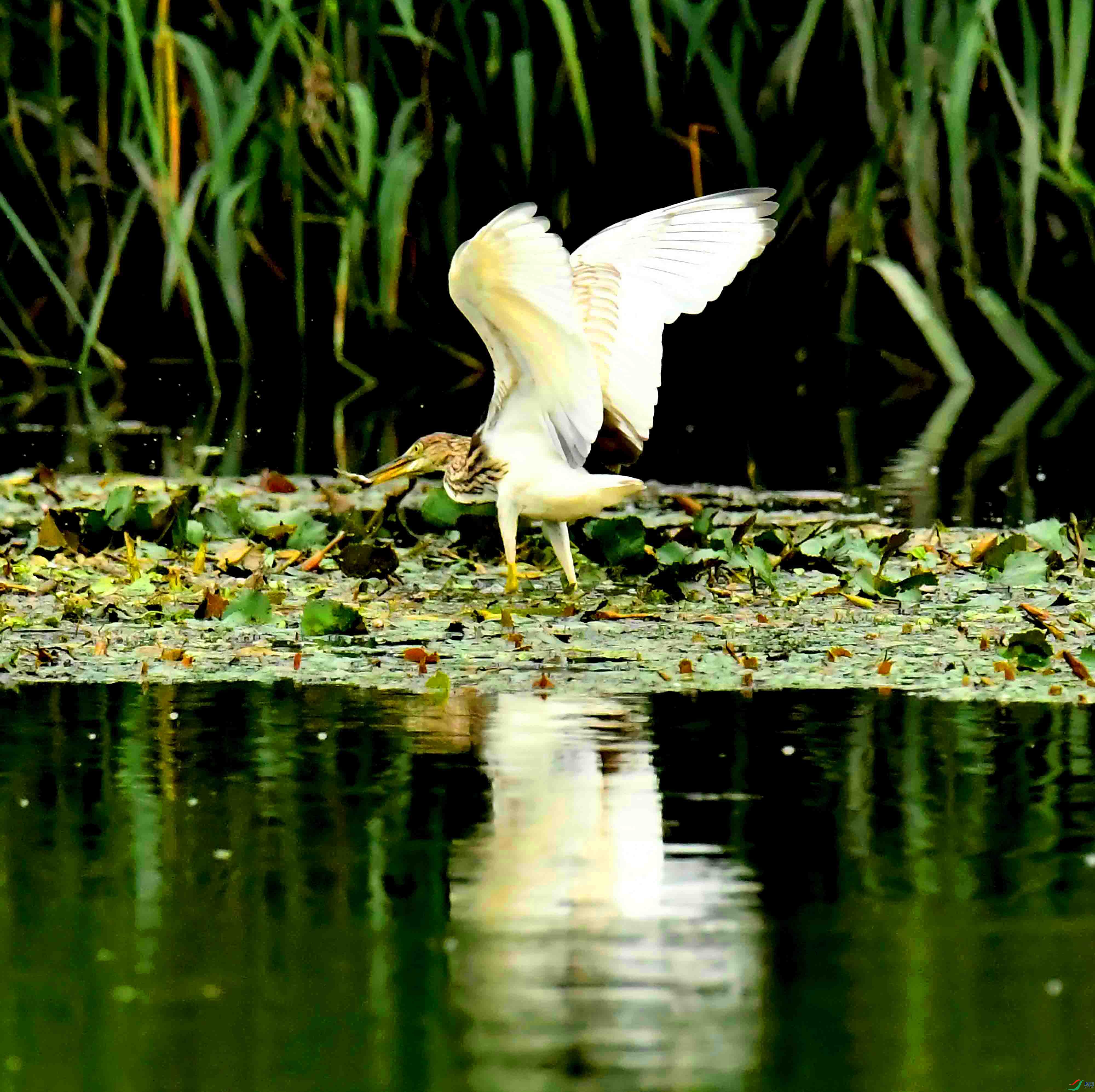 DSC_6856.JPG