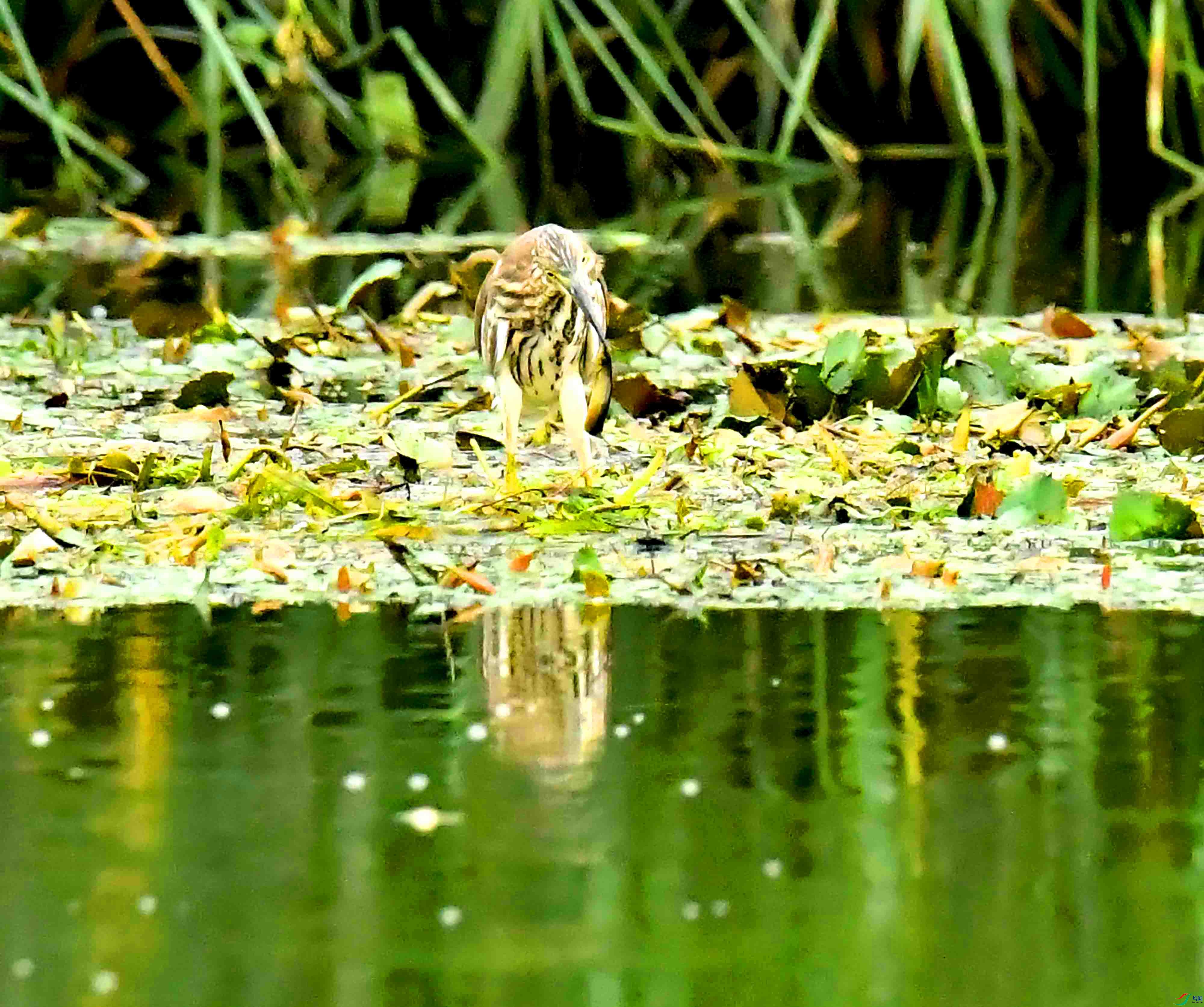 DSC_6883.JPG