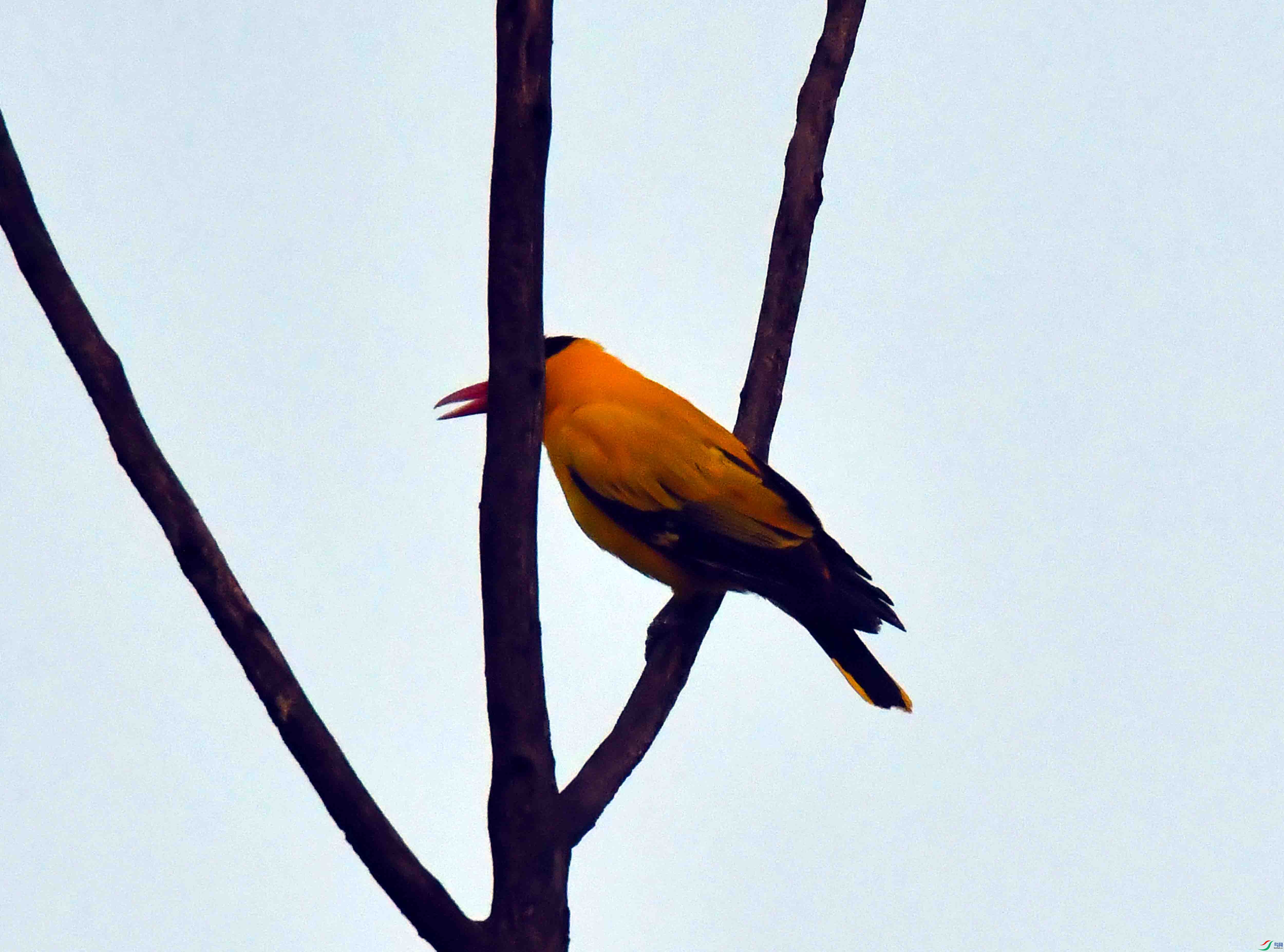 DSC_2465.JPG