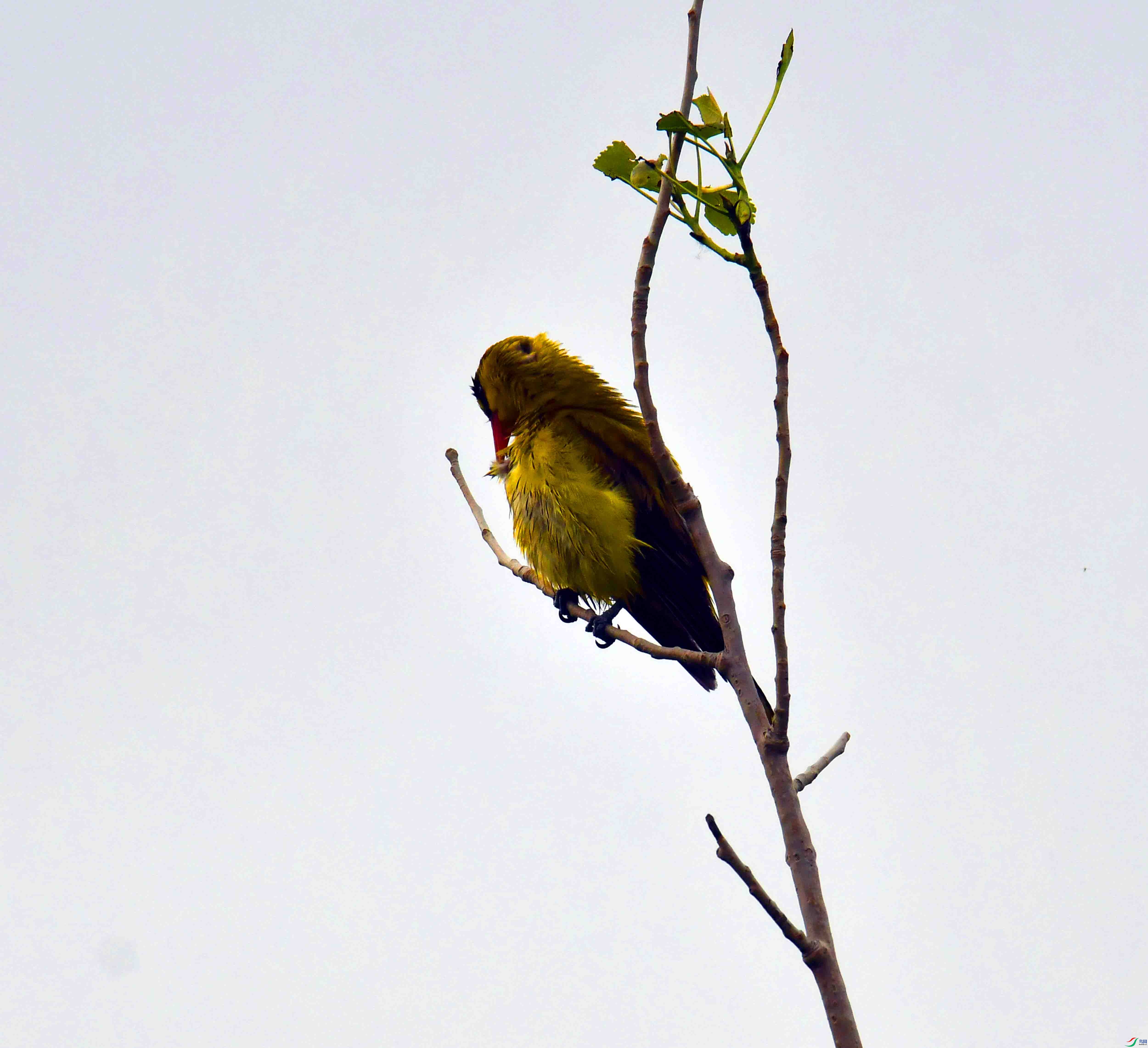 DSC_7917.JPG