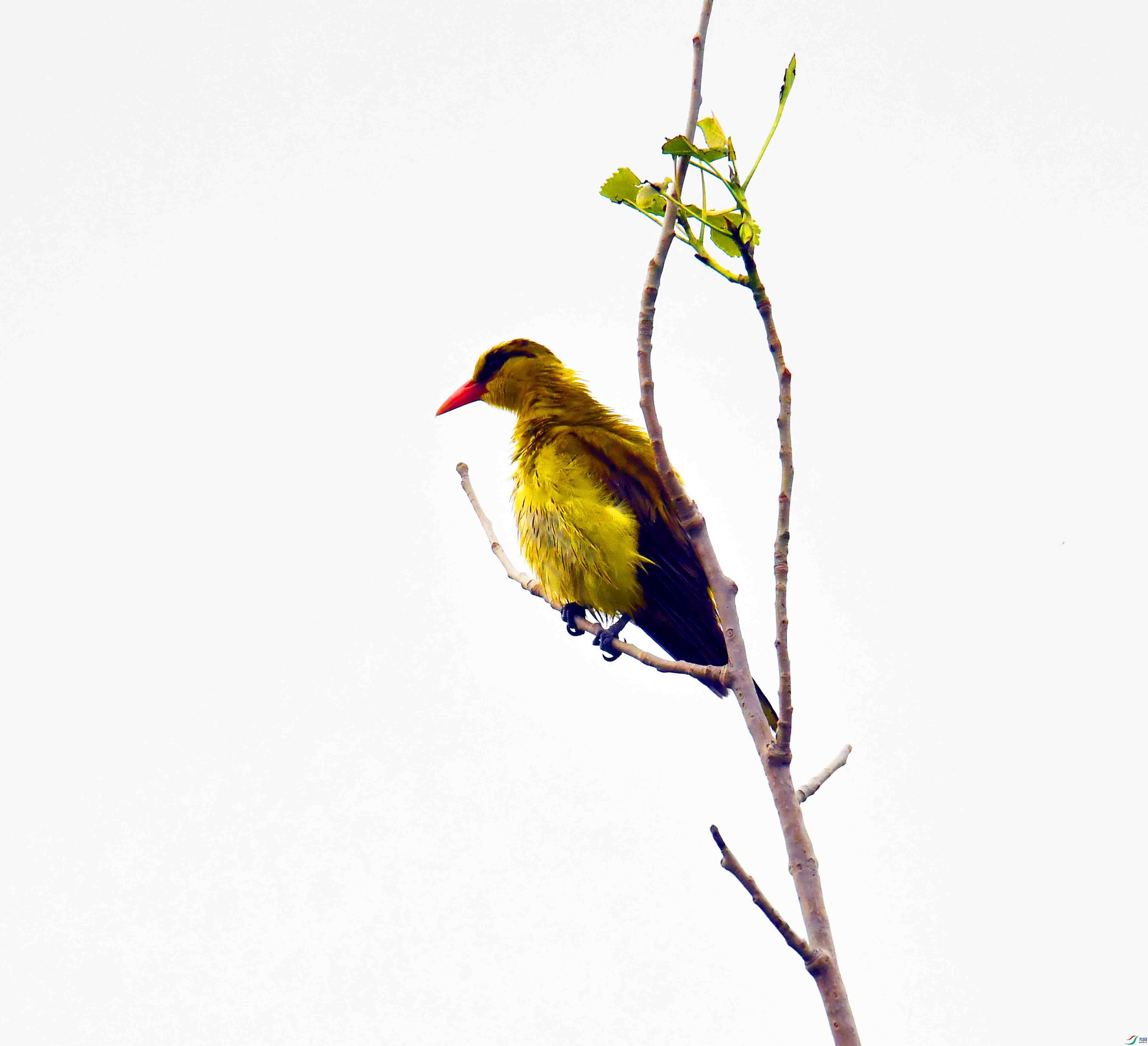 DSC_7918.JPG