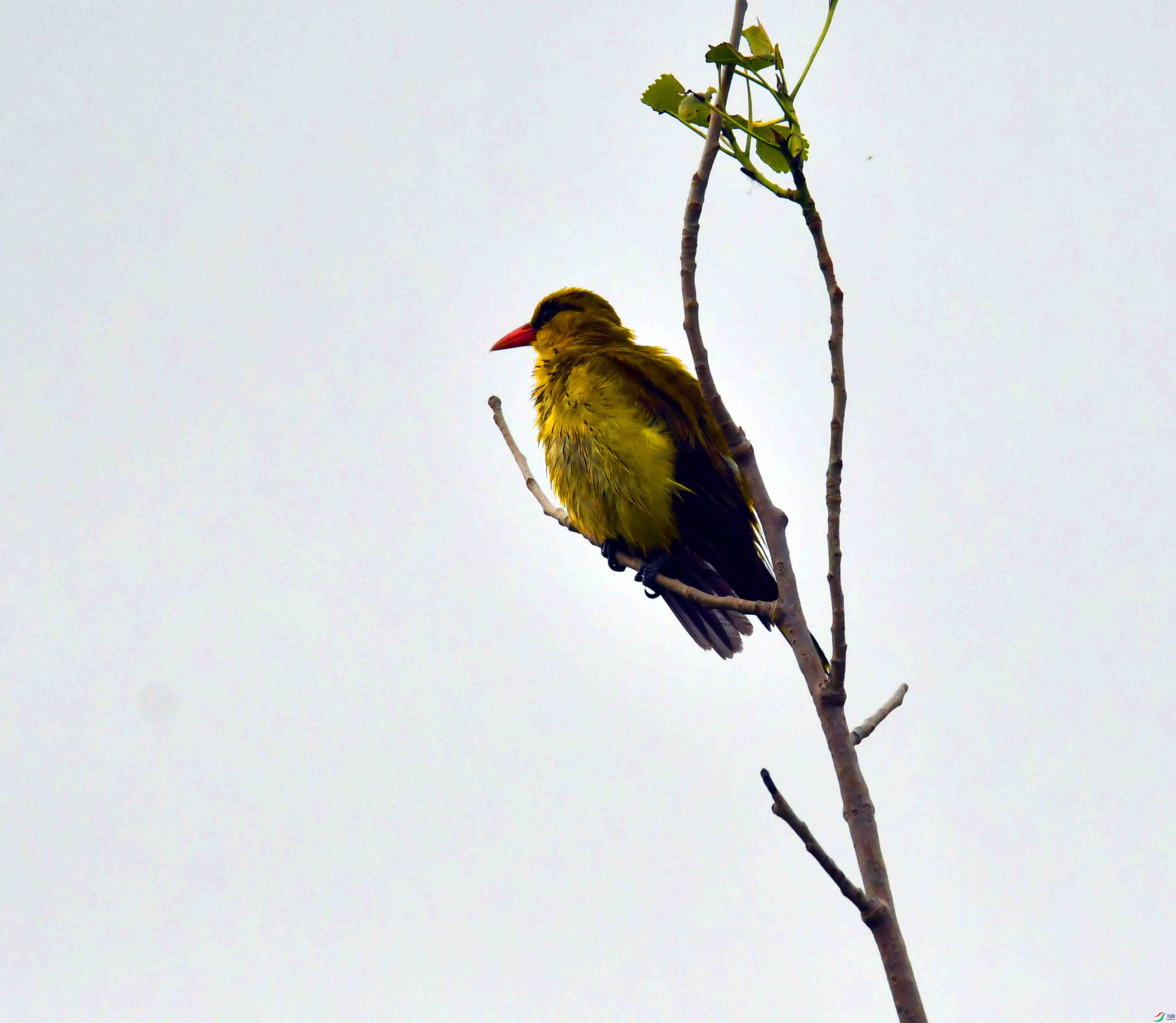DSC_7924.JPG
