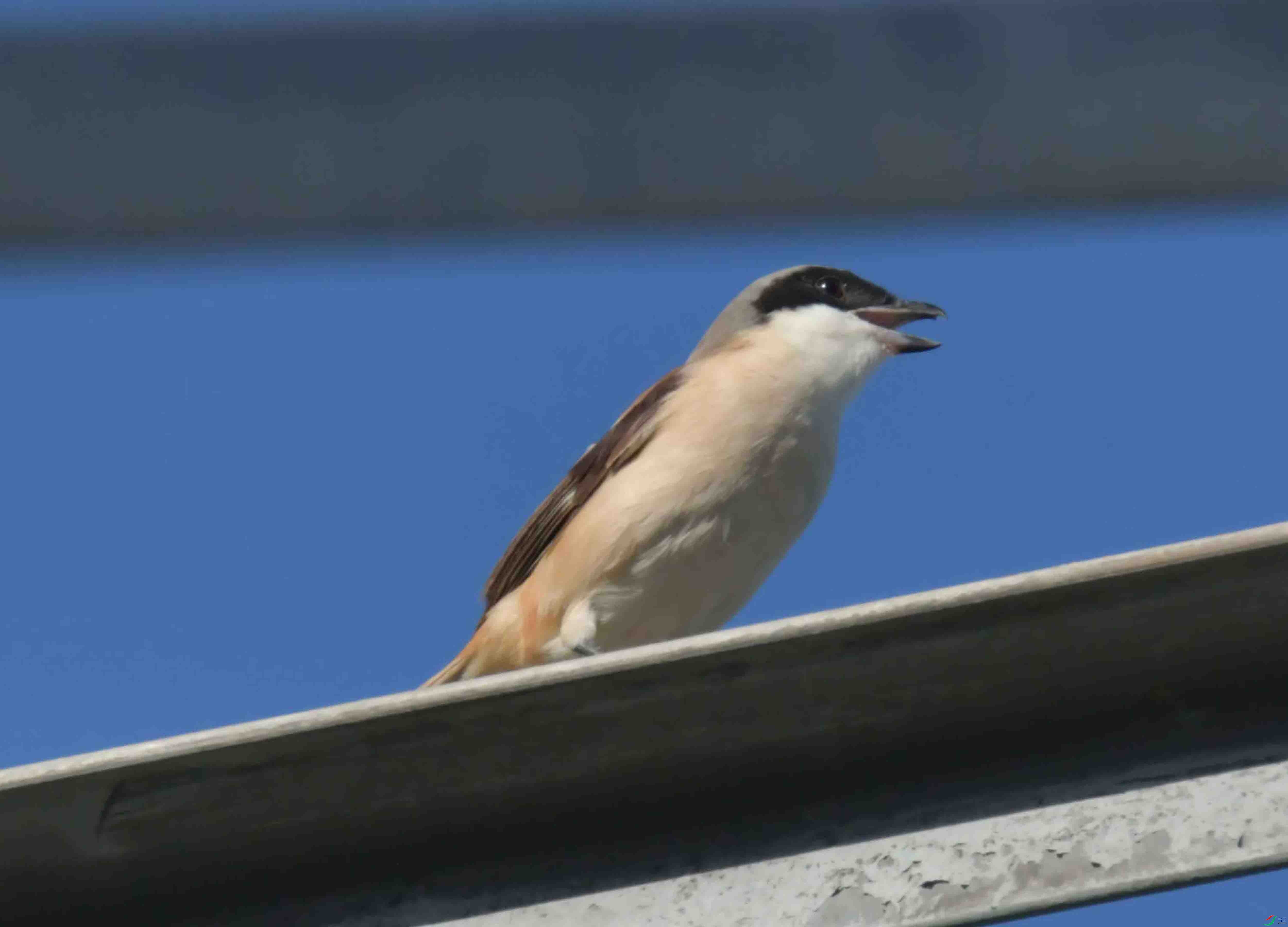 DSC_4692.JPG