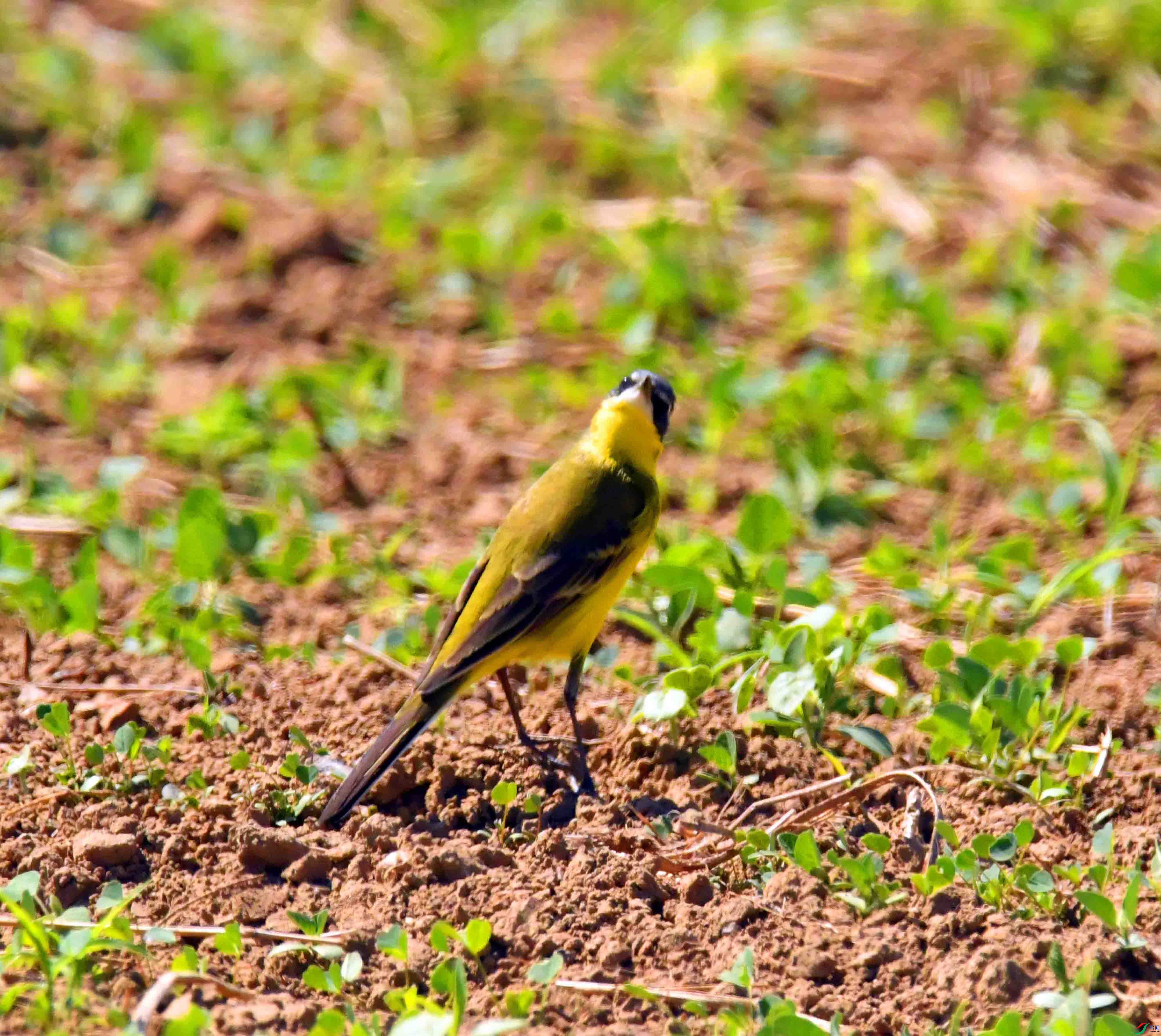 DSC_9694.JPG