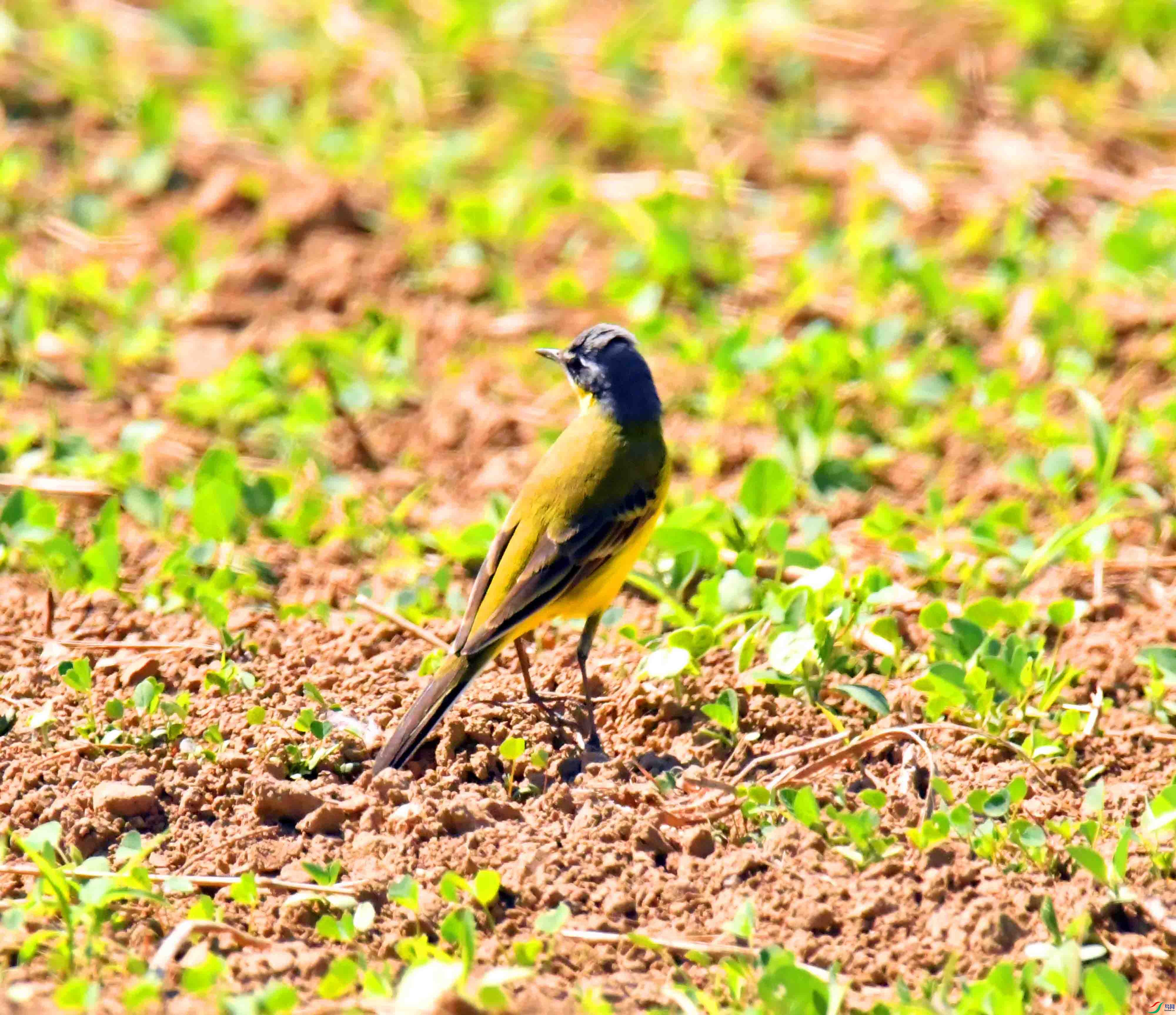 DSC_9693.JPG