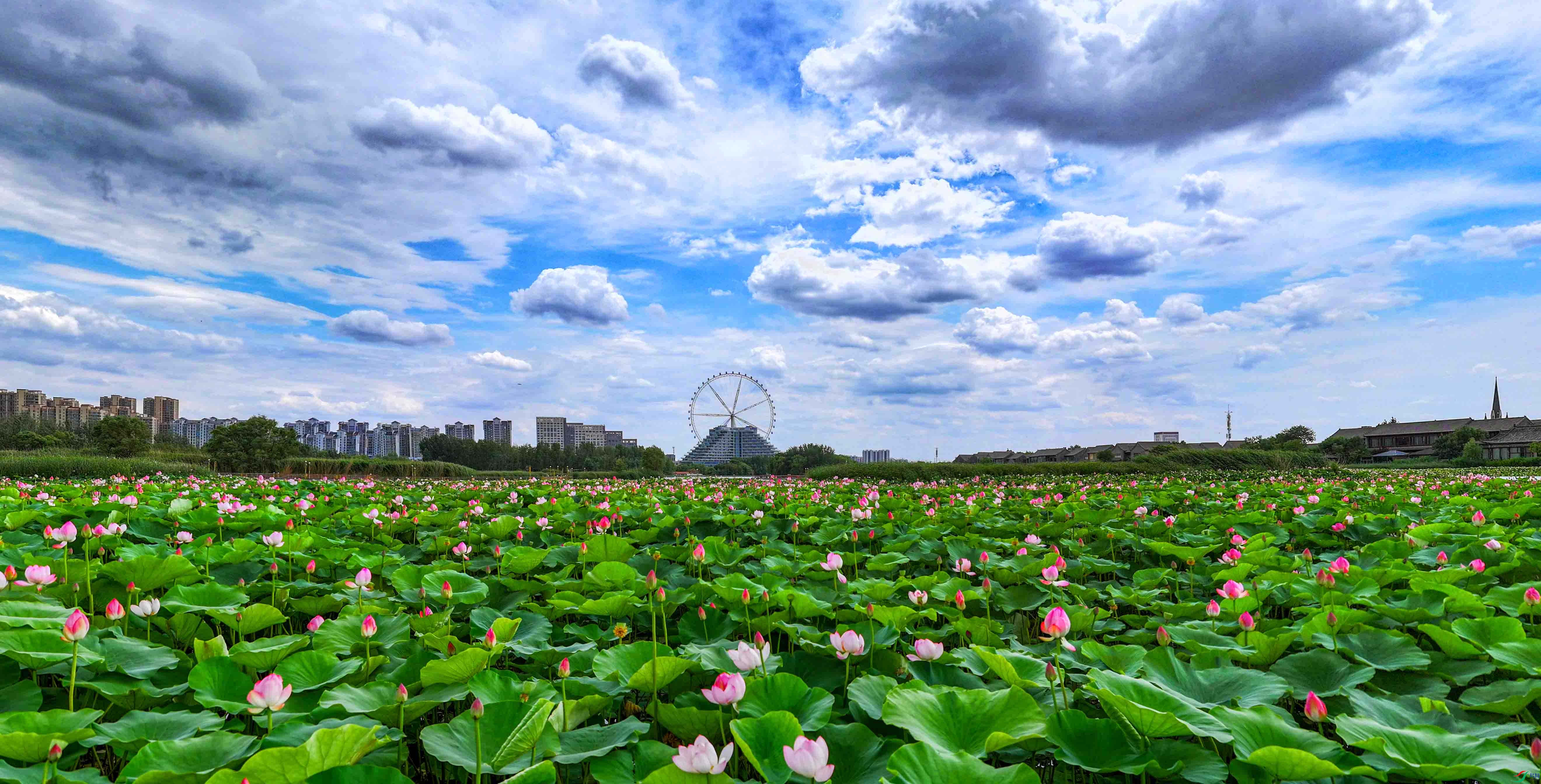 DJI_20250616122045_0010.jpg