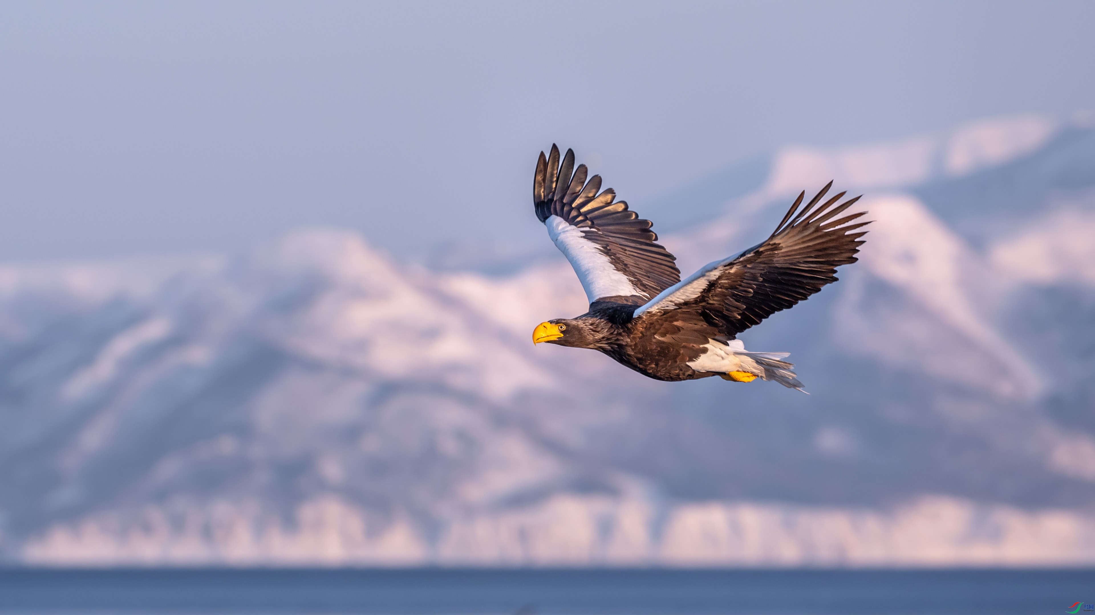 ��Ծ����