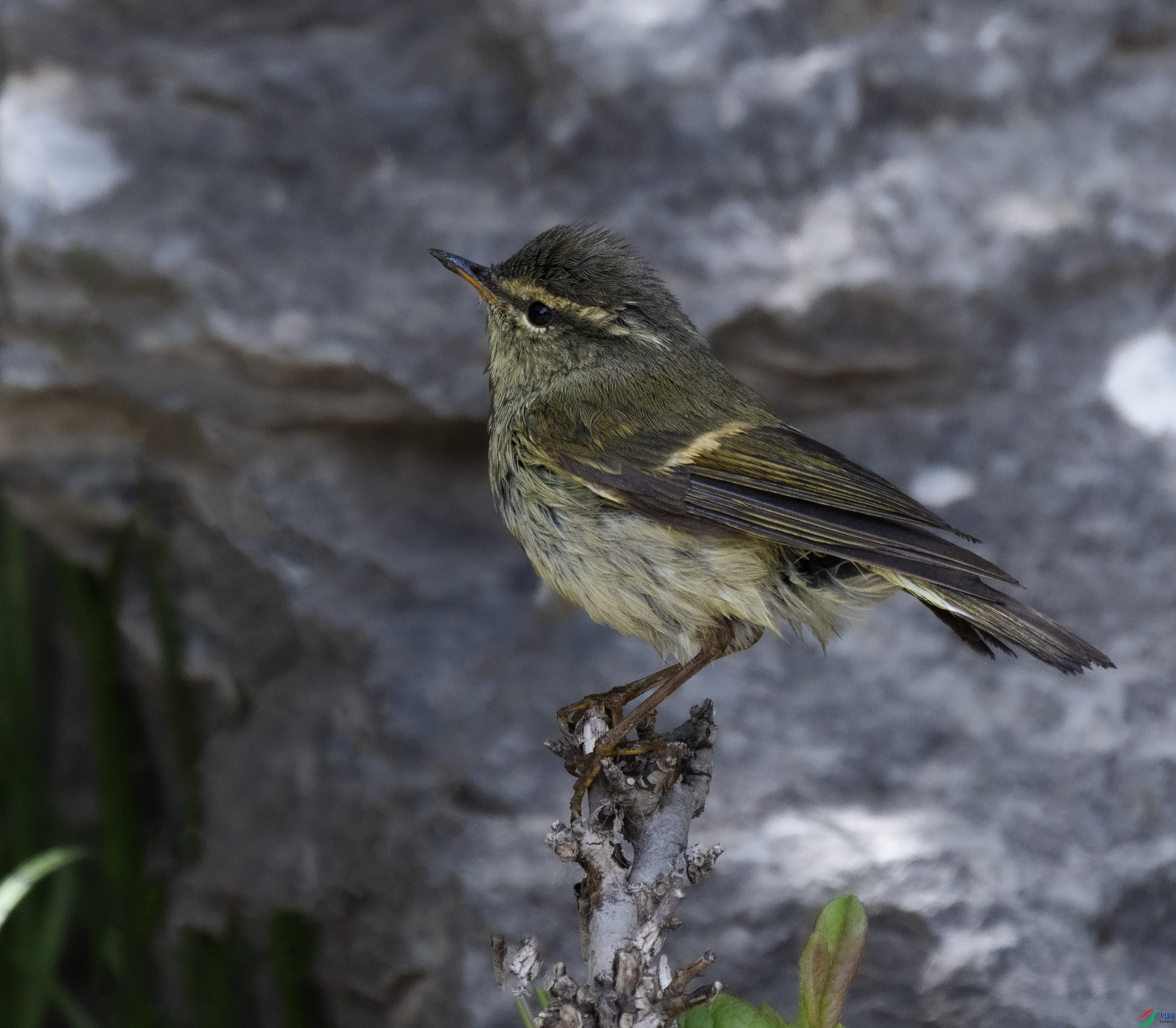 _O7A8739 ����44444.jpg