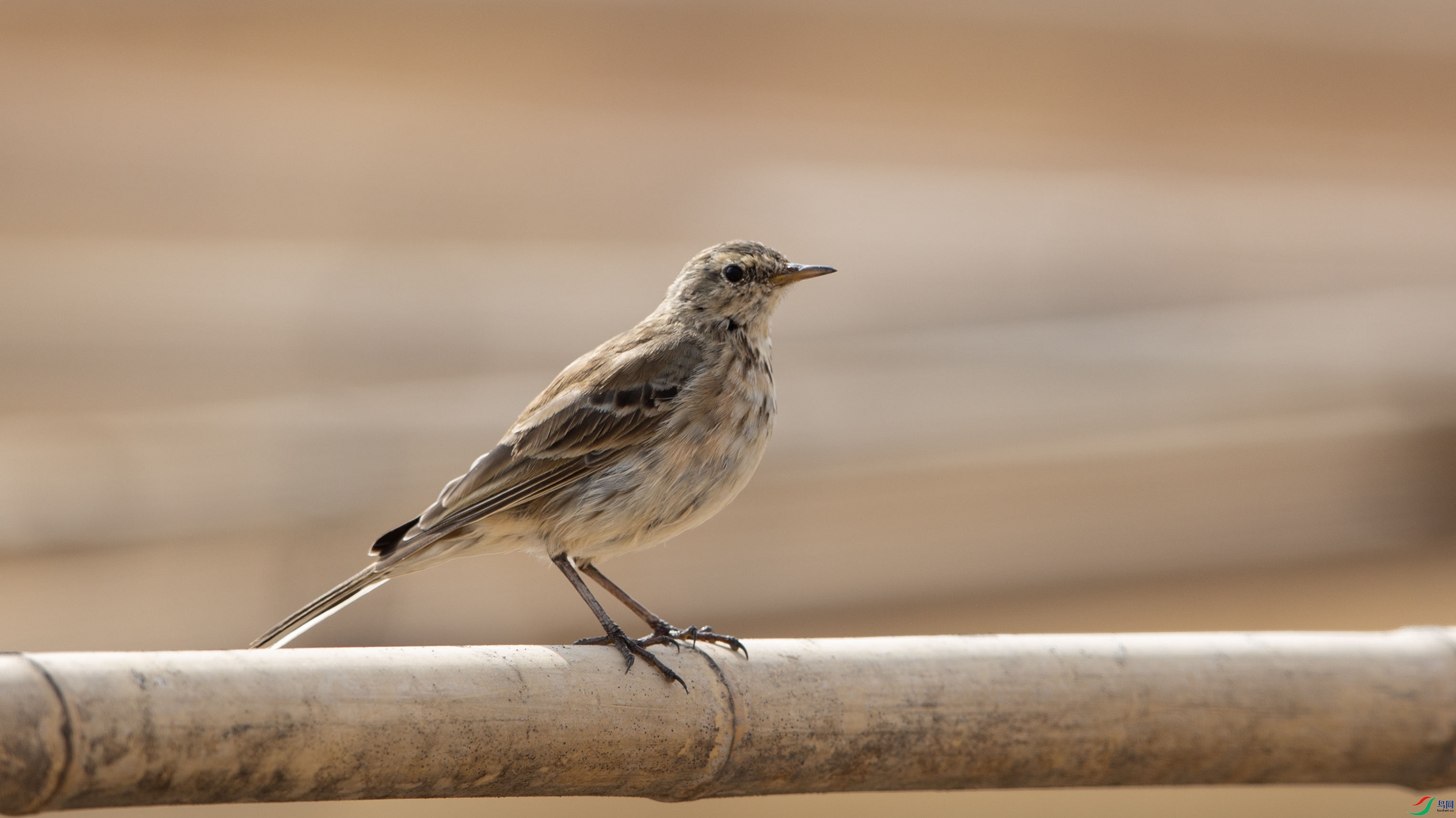 _39A1125 ����44444.jpg