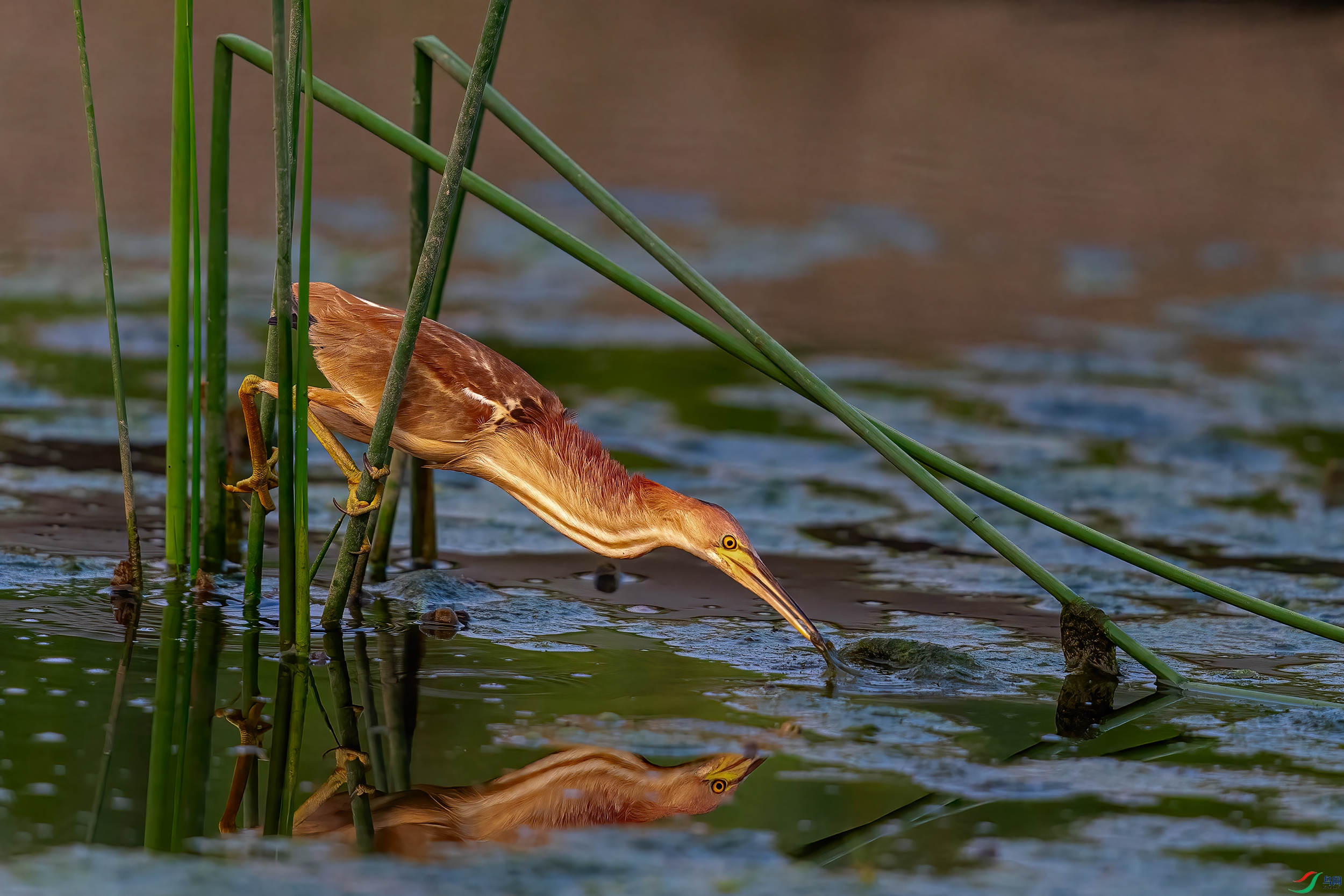 DSC_8562AB.jpg