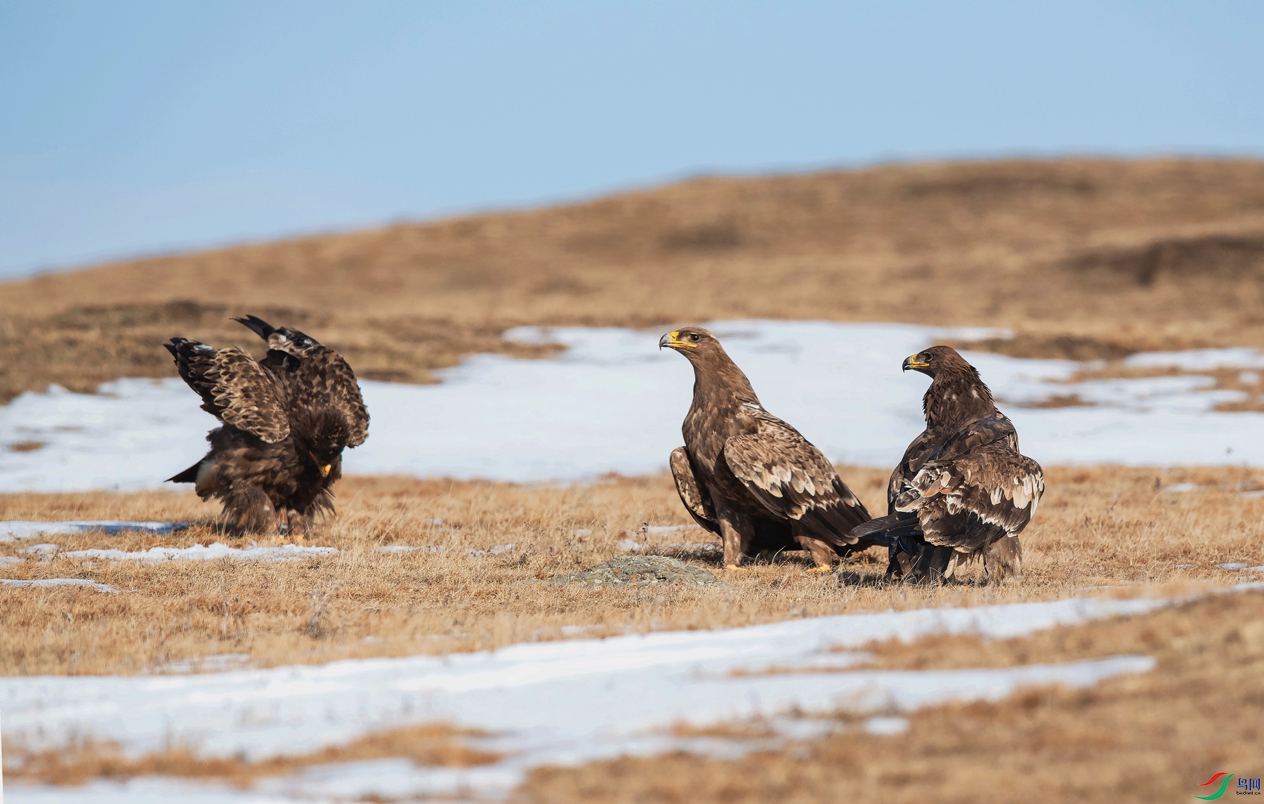 DSC_3752 - ����_����.jpg