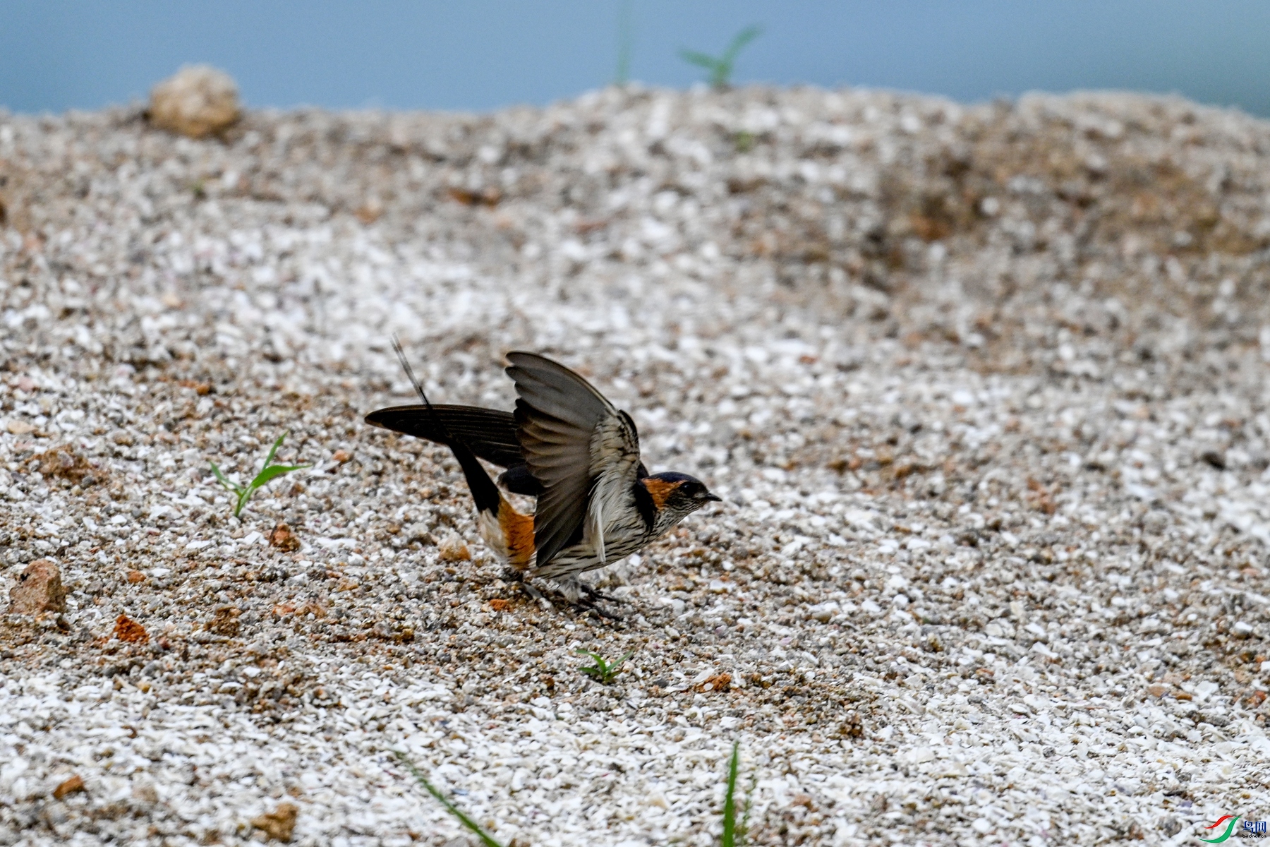 DSC_4043.JPG