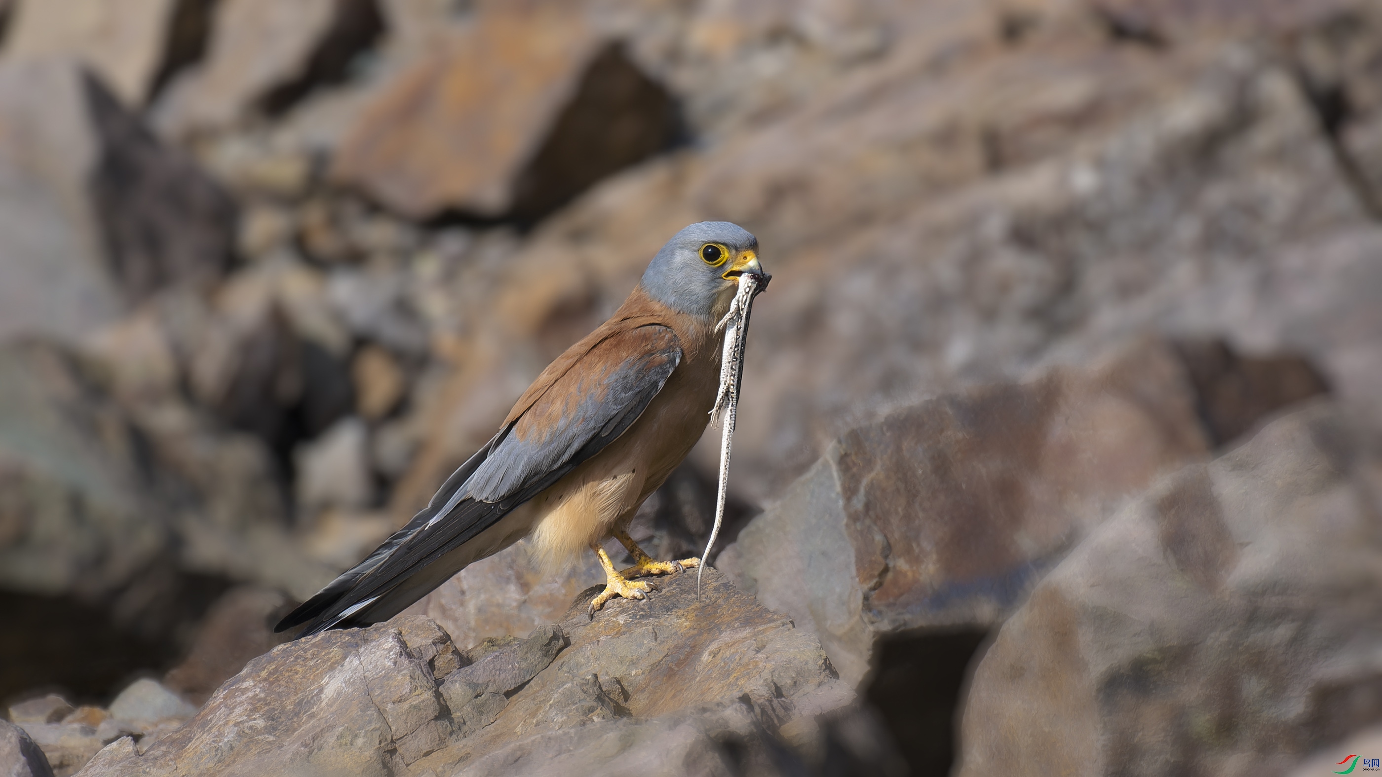 DSC_6360_DxO.jpg