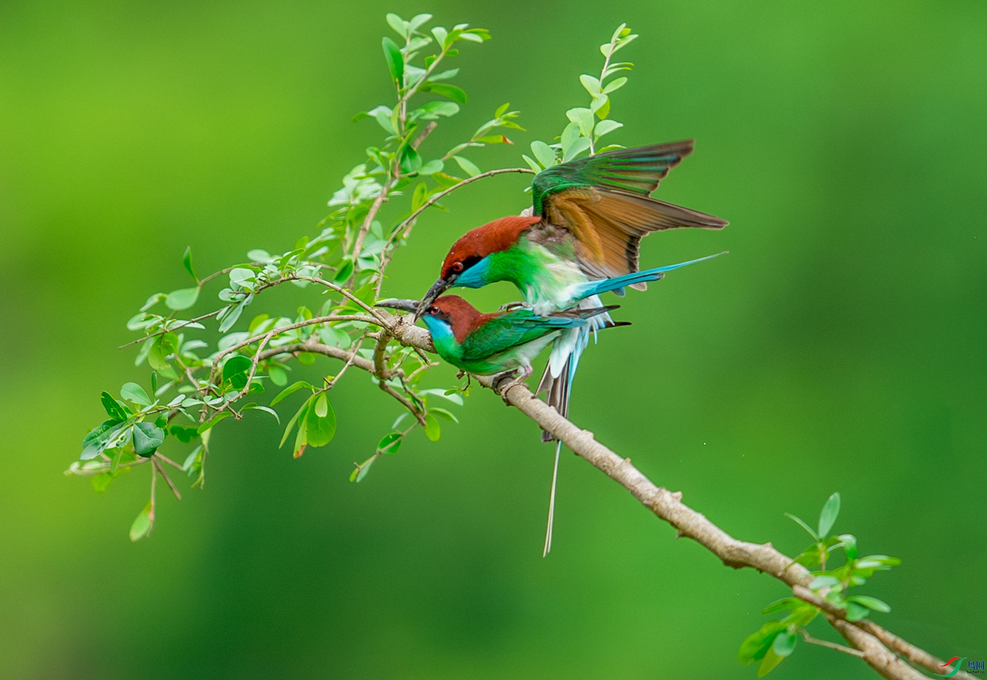 DSC_1654-����ǿ-NR.jpg