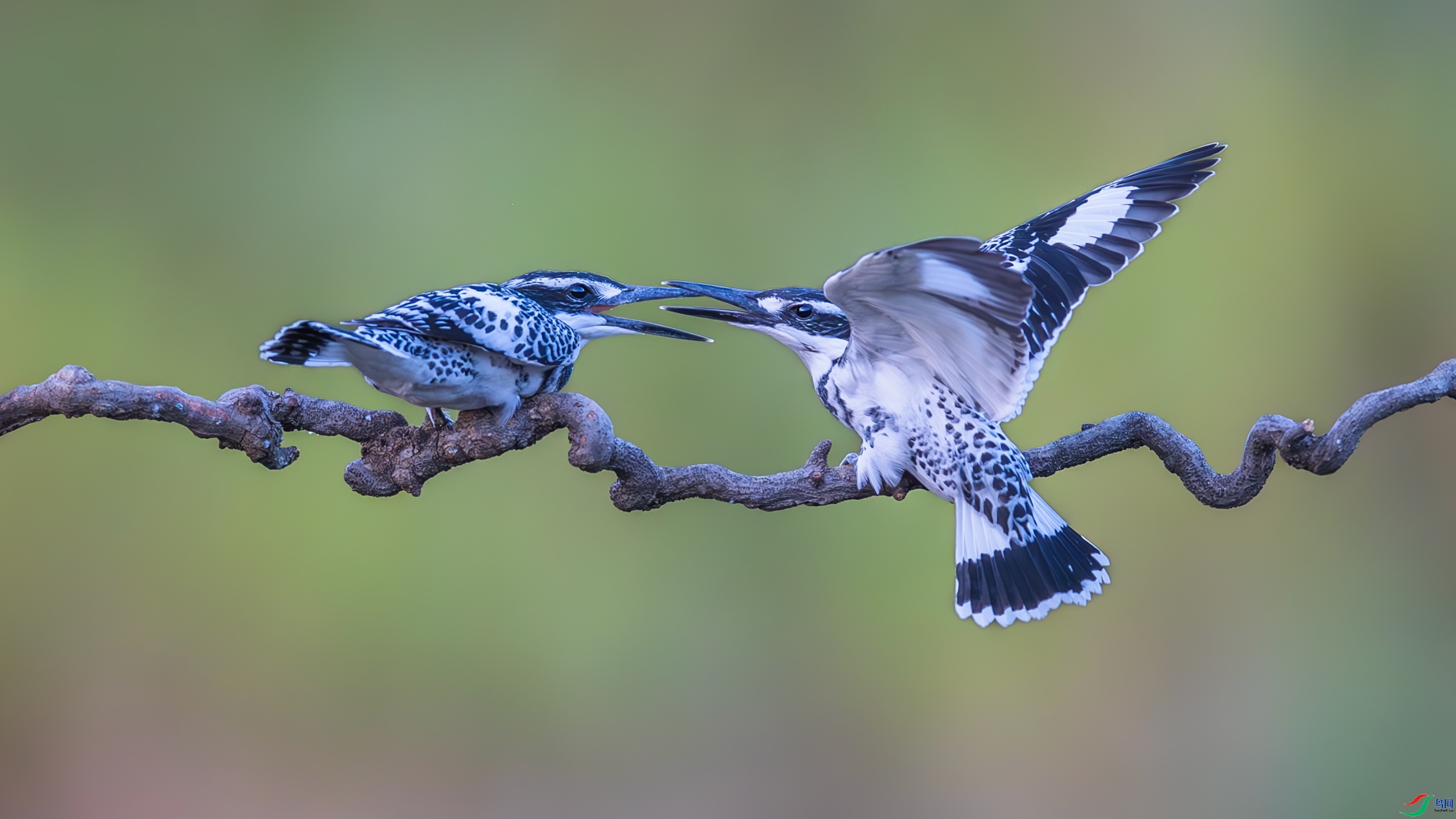 6.1��������ʦ��Ʒ   ��Ϸ ��ף���ٻ���Ӱʦ������.jpg