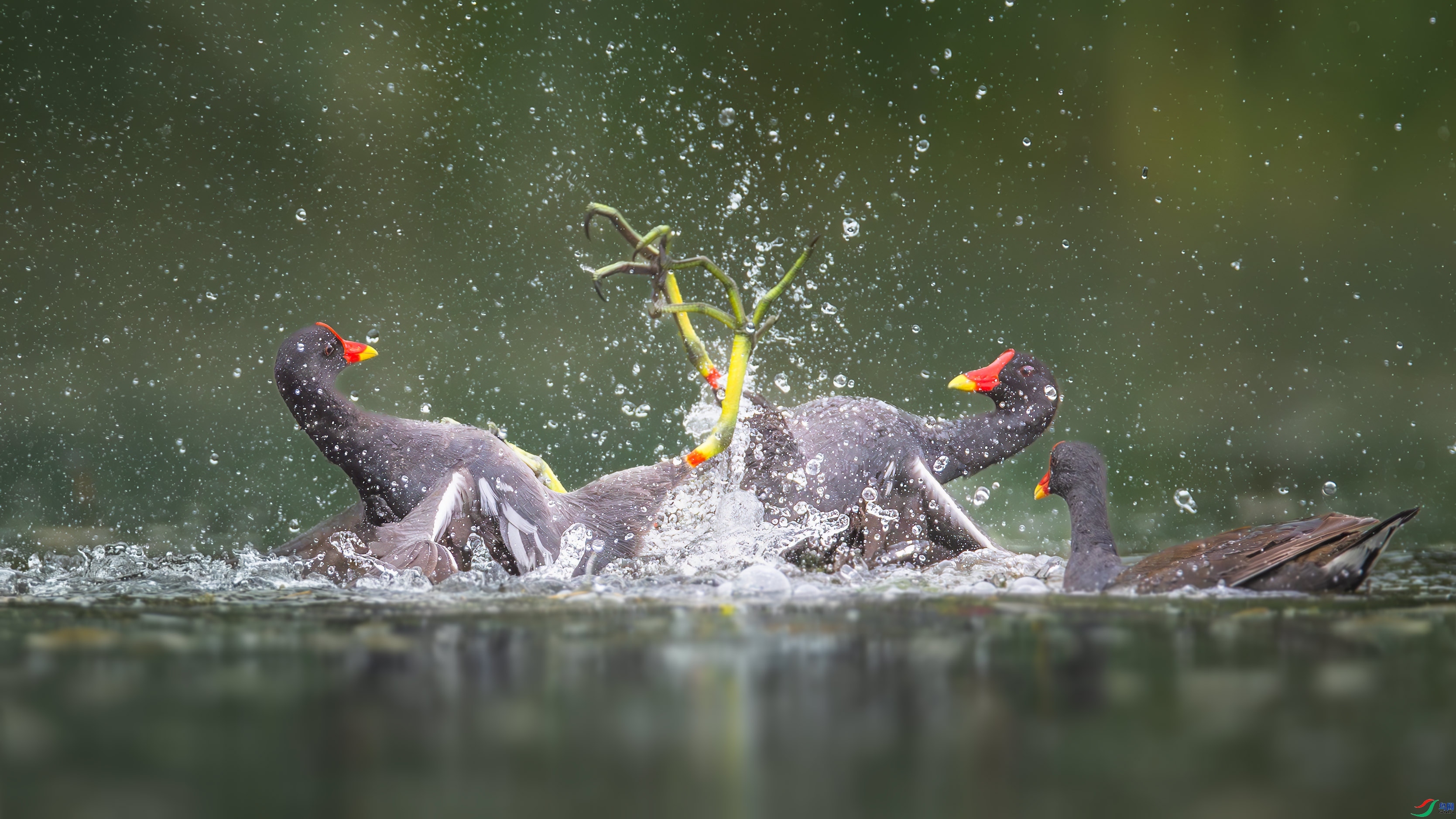 6.5��������ʦ��Ʒ   ���⽣Ӱ��ף���ٻ���Ӱʦ������.jpg