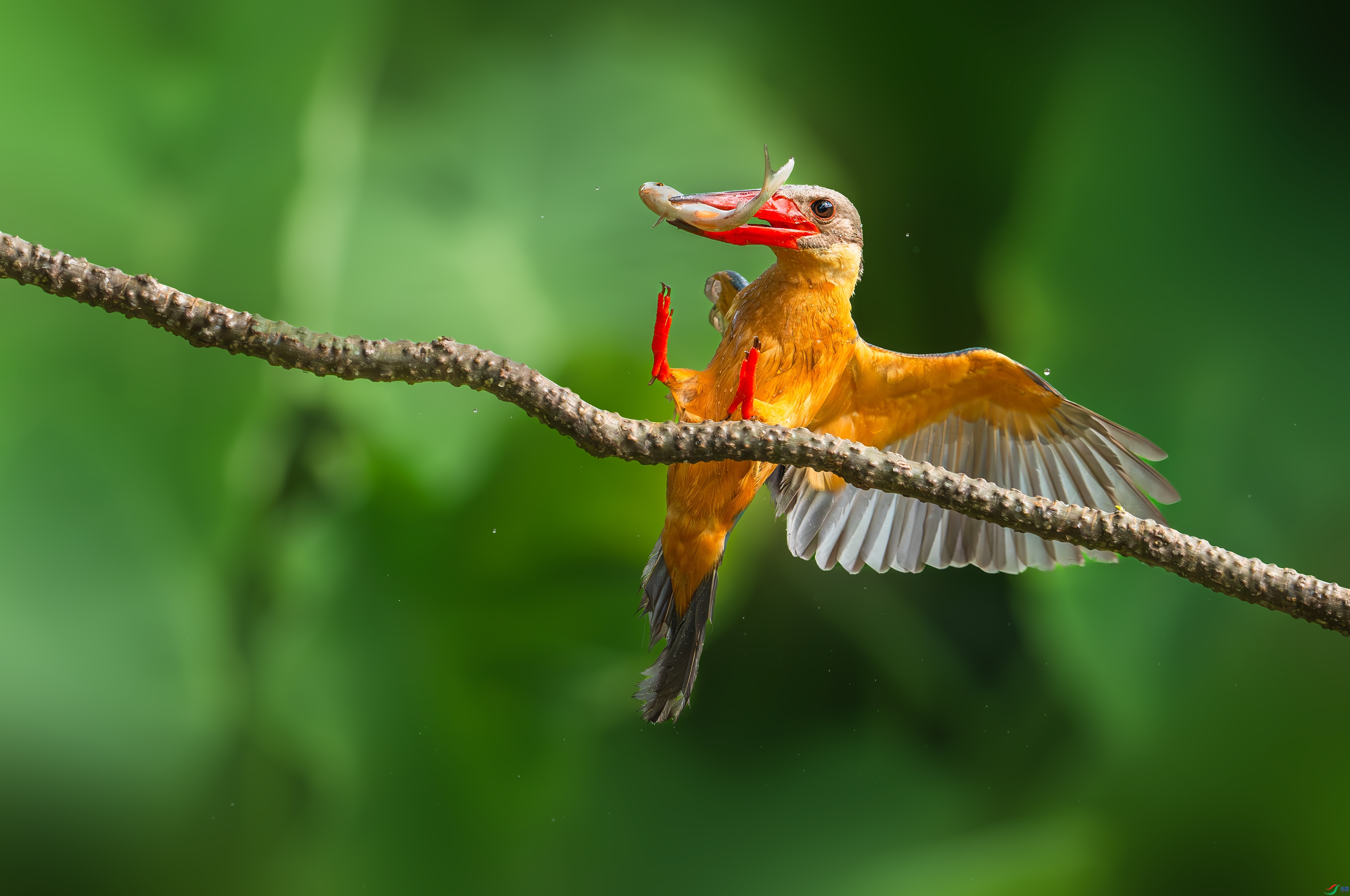 6.9����������ʦ��Ʒ   ���ض��� ��ף���ٻ����������.jpg