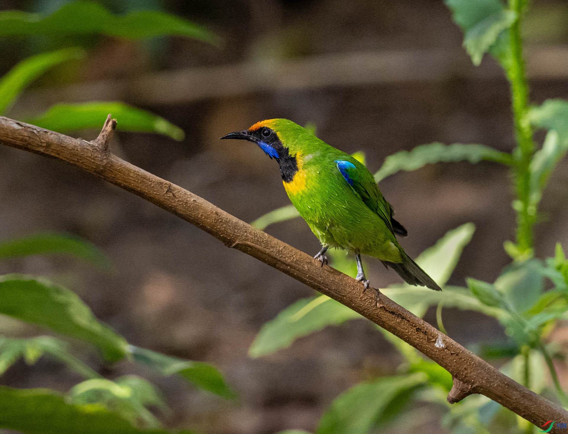 P2038737_2_1���Ҷ��.jpg