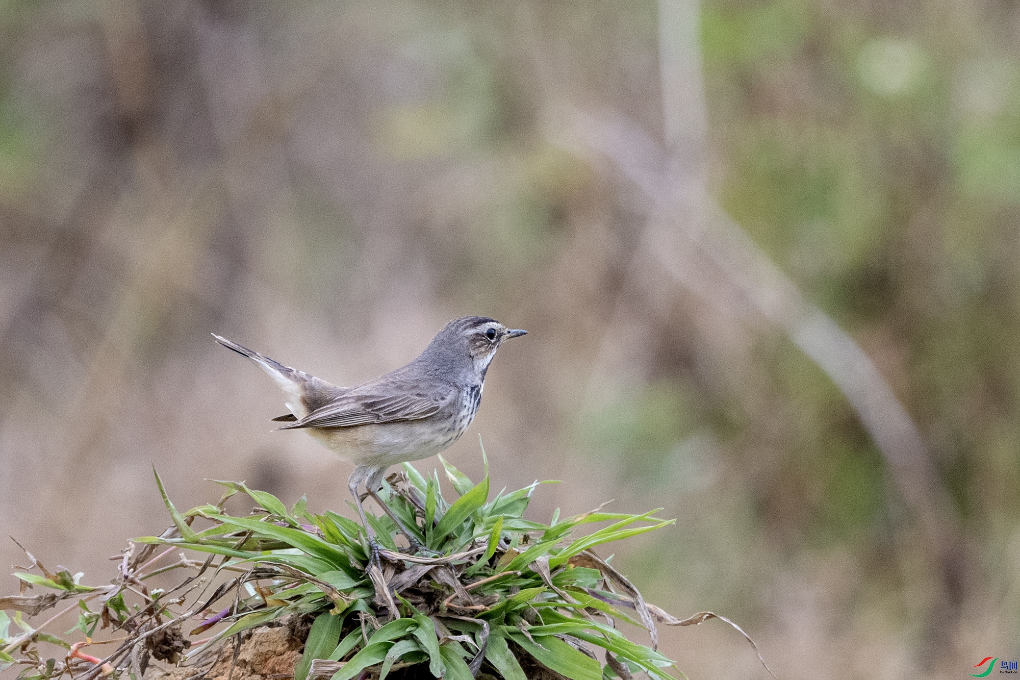 DSC_9459.jpg