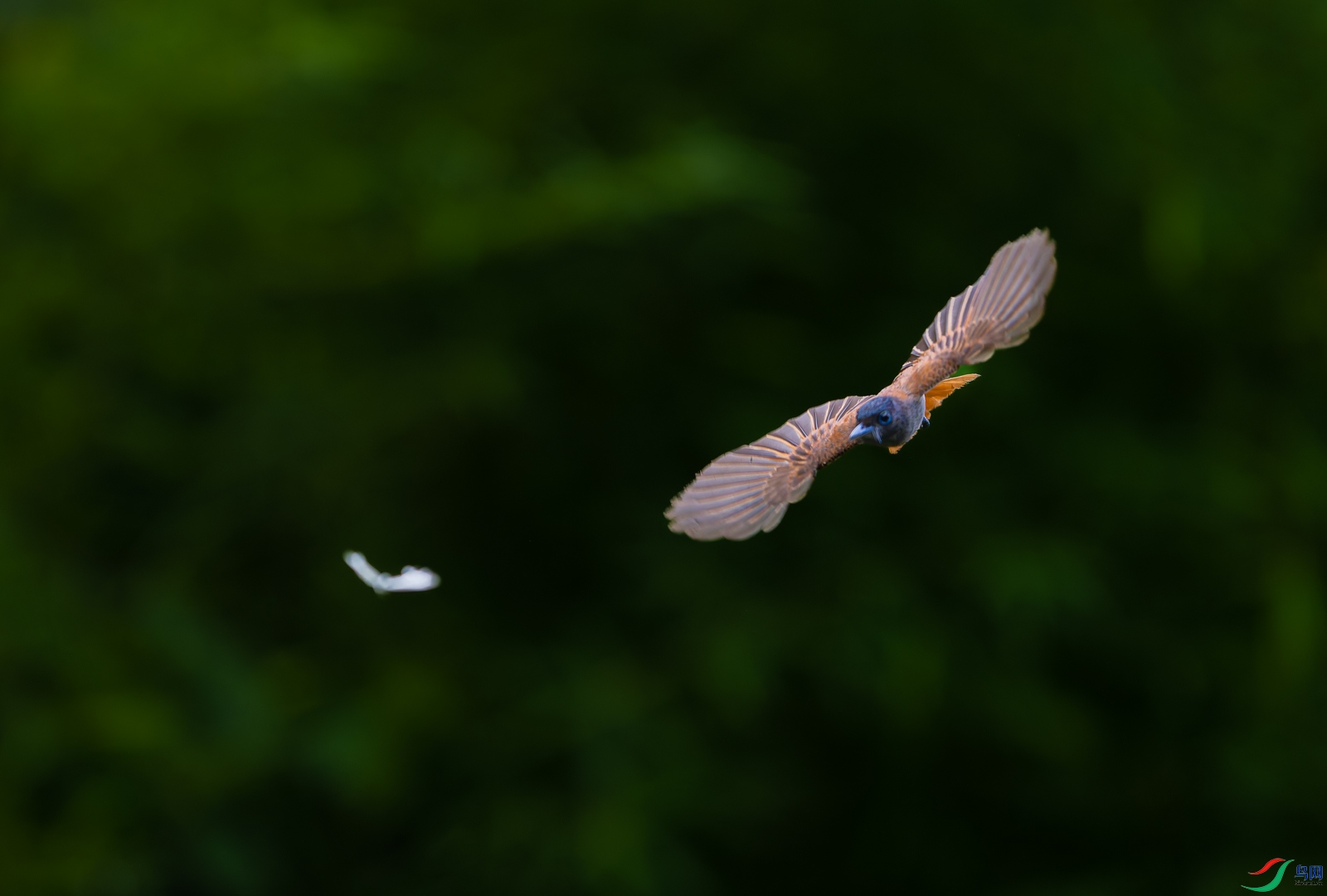 DSC_4743-20250531-DxO_DeepPRIME XD2s-2.jpg