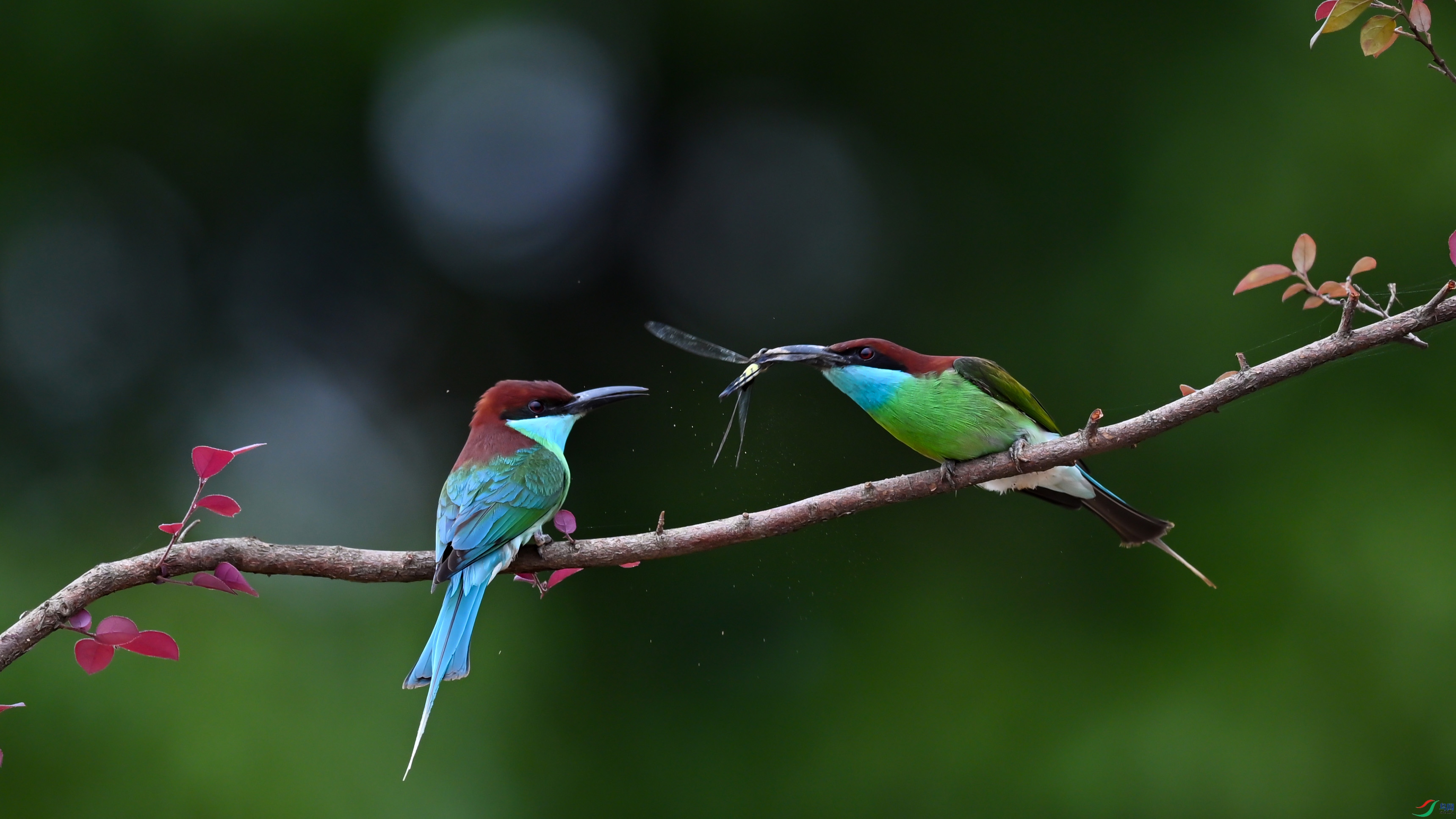 DSC_0716a.jpg