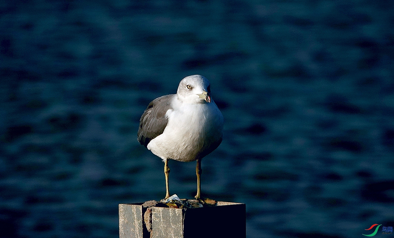 DSC00005.jpg