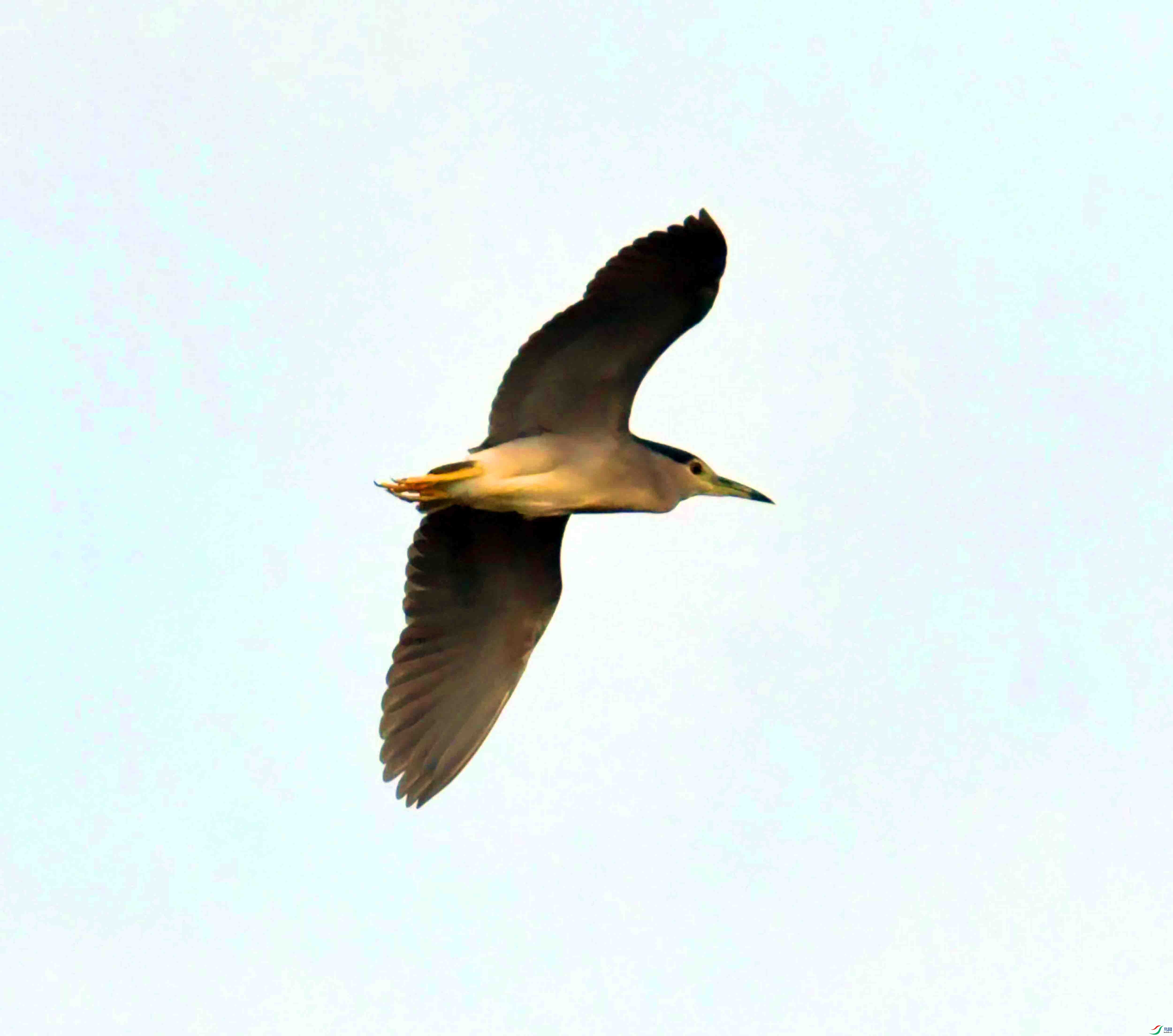 DSC_3510.JPG