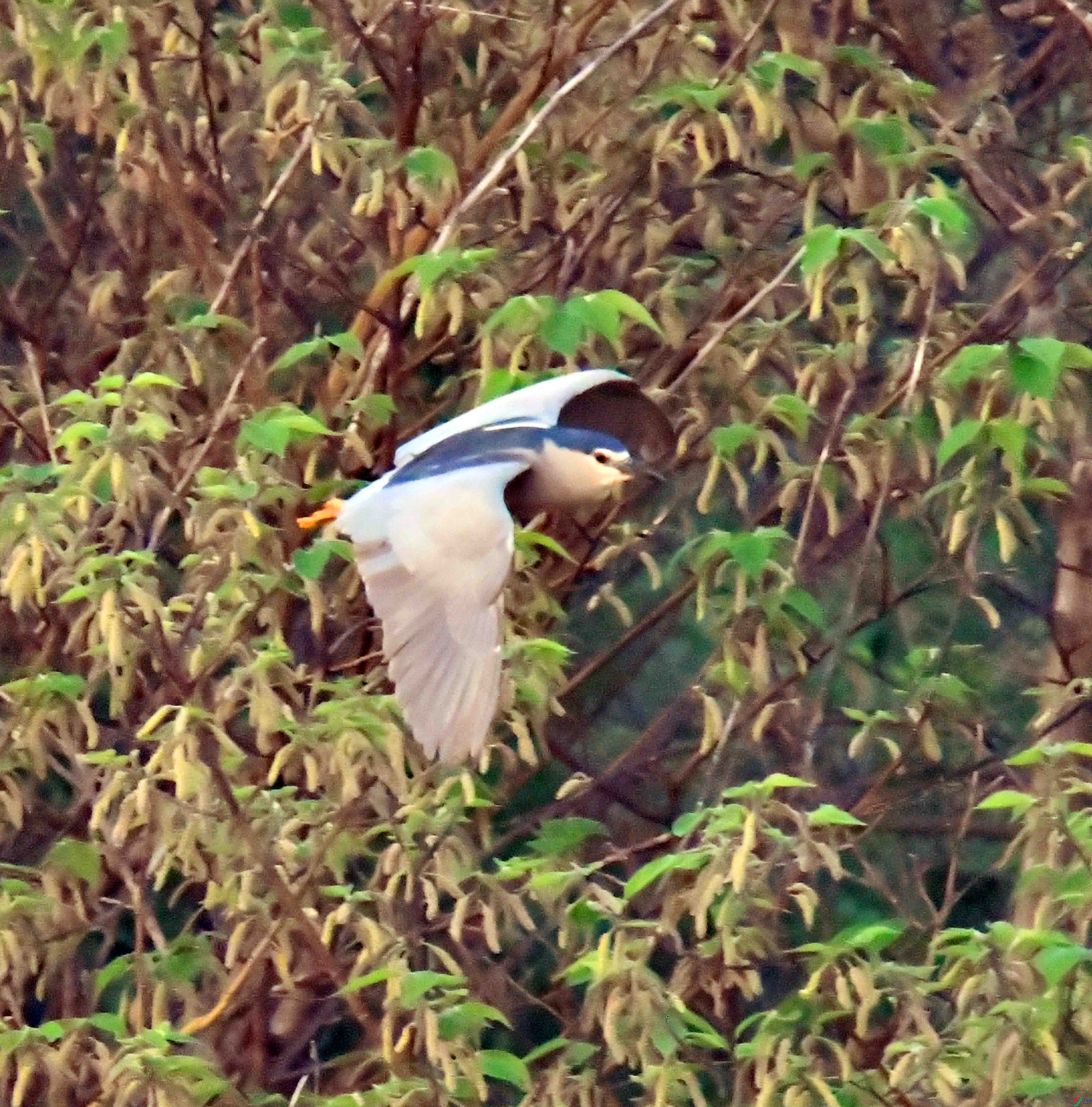 DSC_5526.JPG