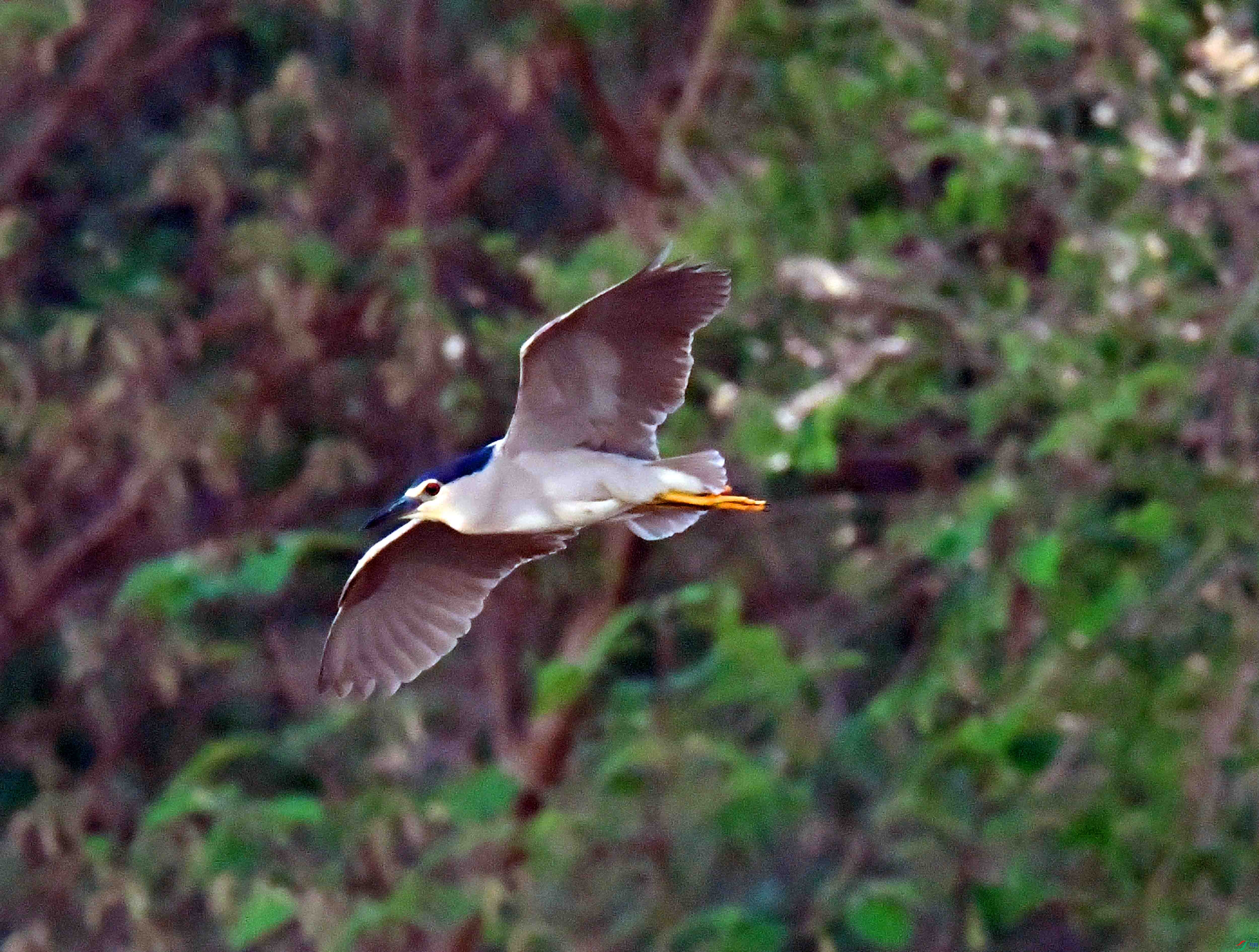 DSC_5529.JPG