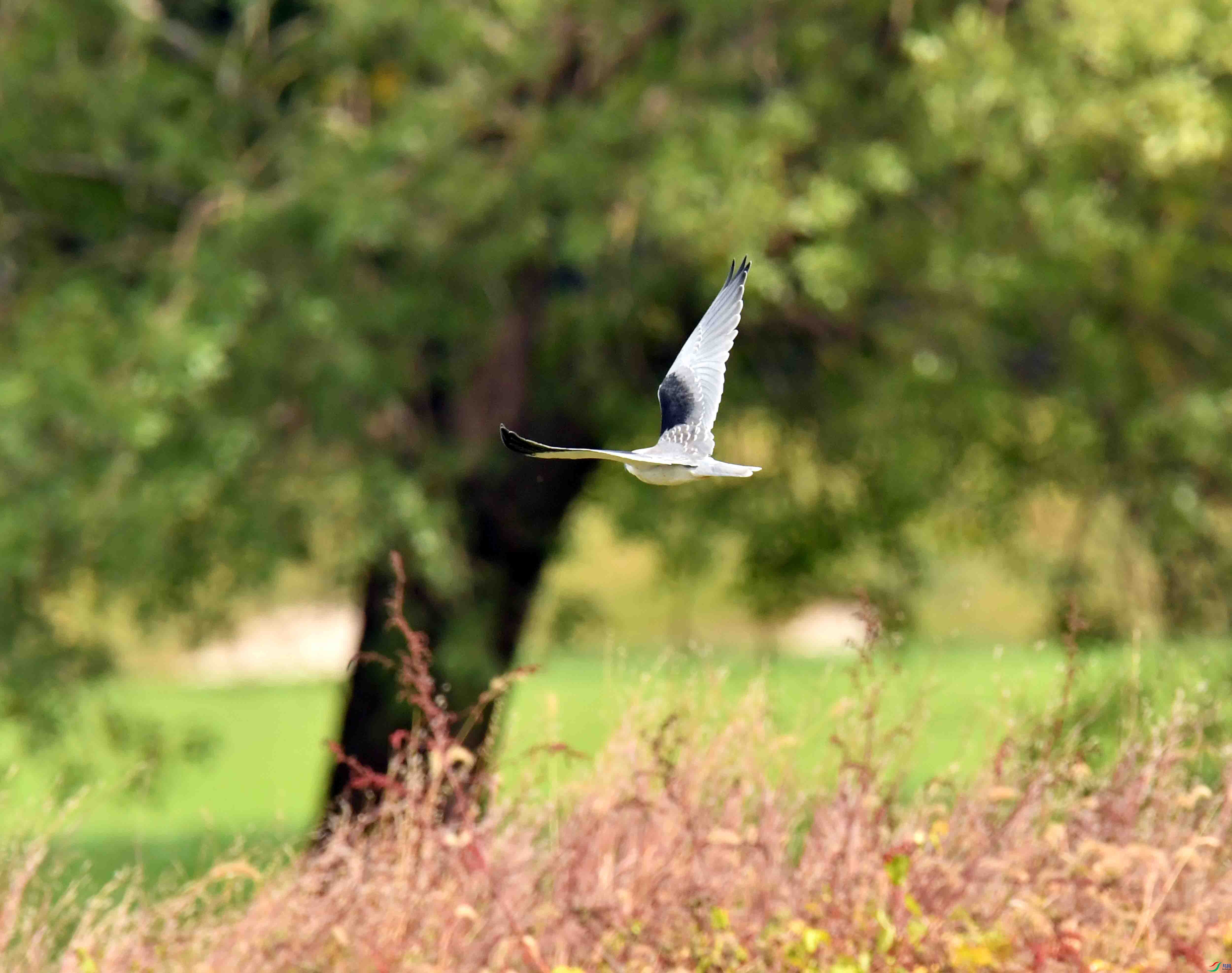 DSC_0935.JPG