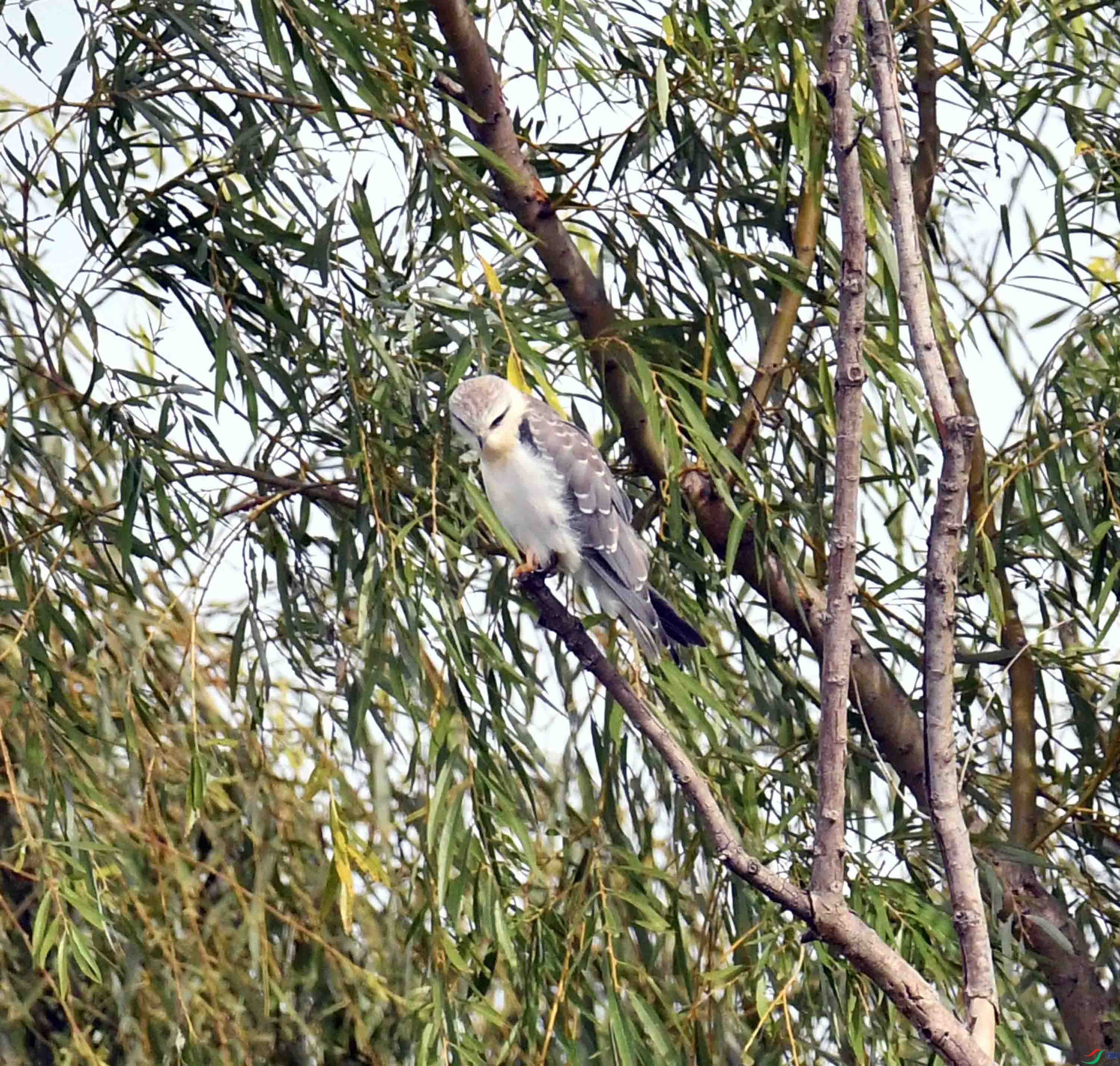 DSC_1005.JPG