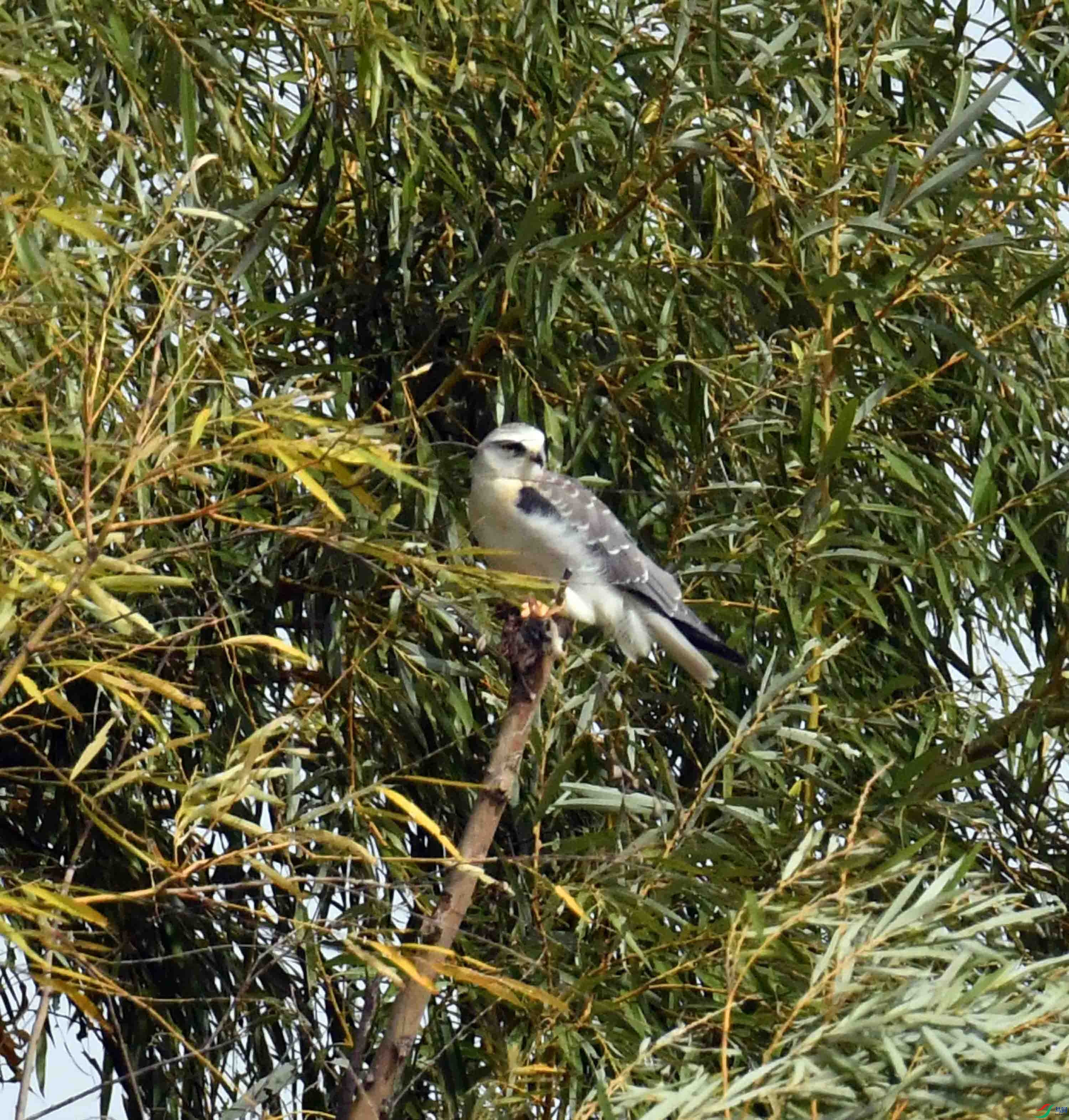 DSC_1066.JPG