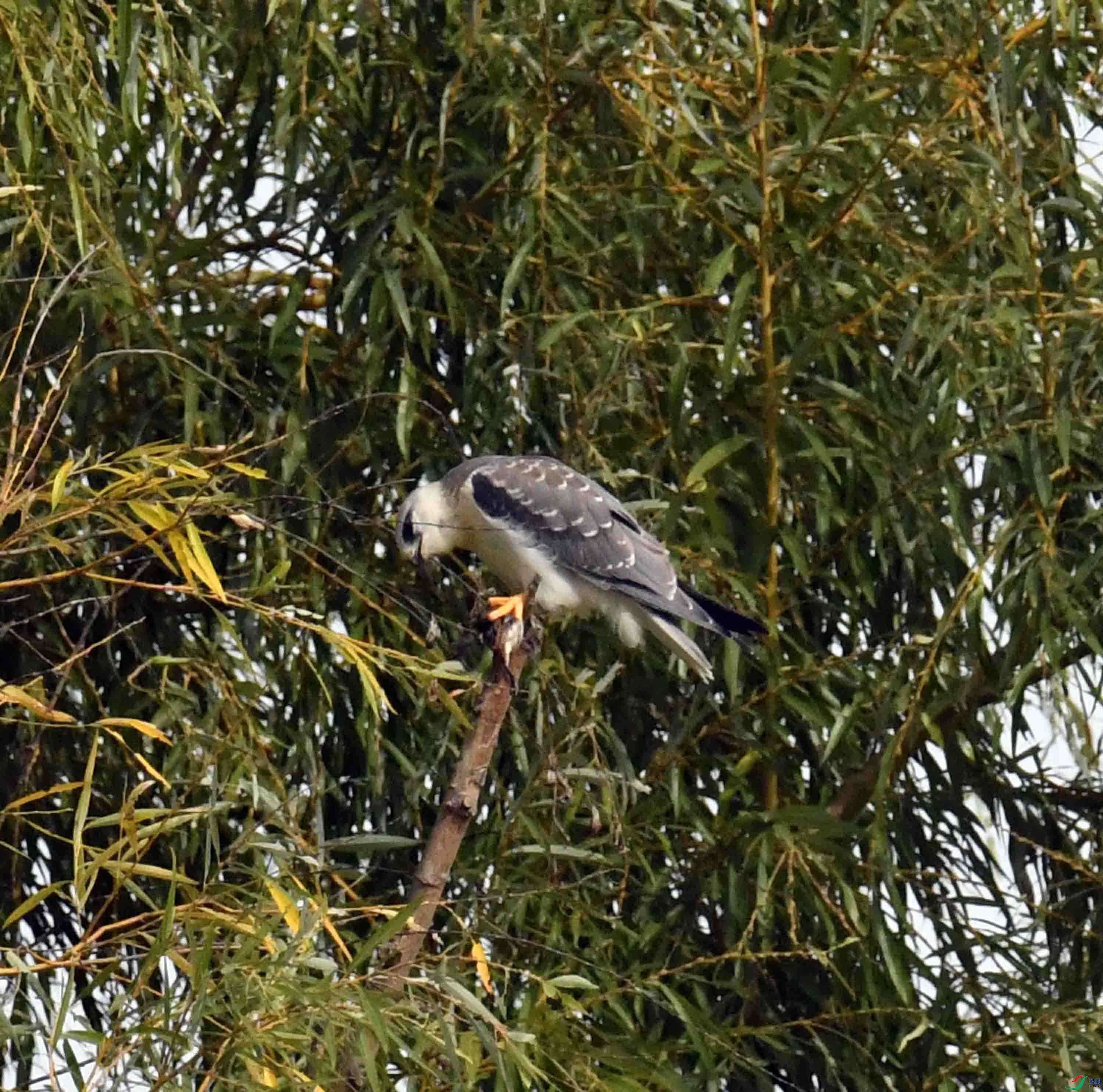 DSC_1178.JPG