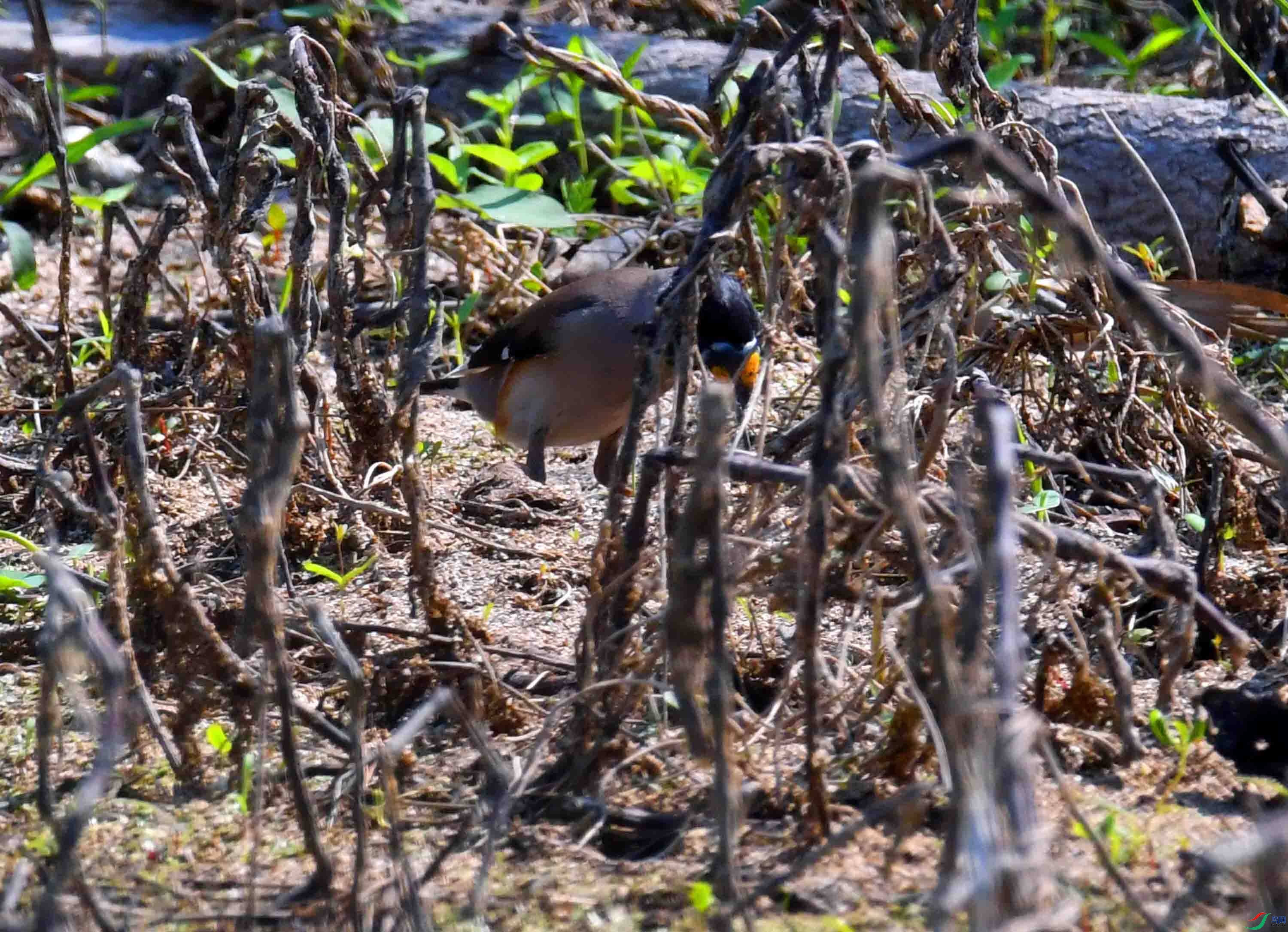 DSC_3303.JPG