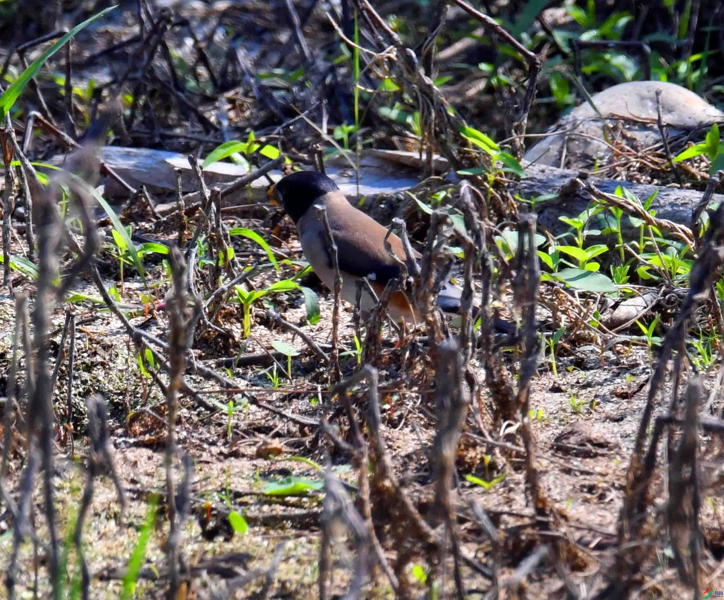 DSC_3312.JPG