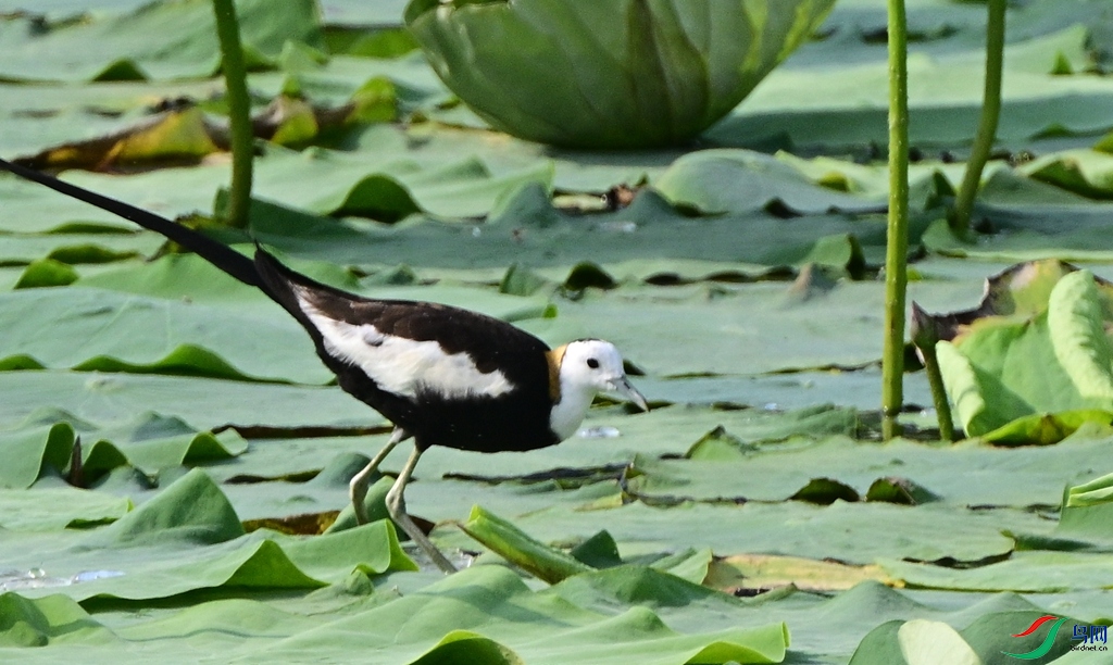 DSC_2341.JPG