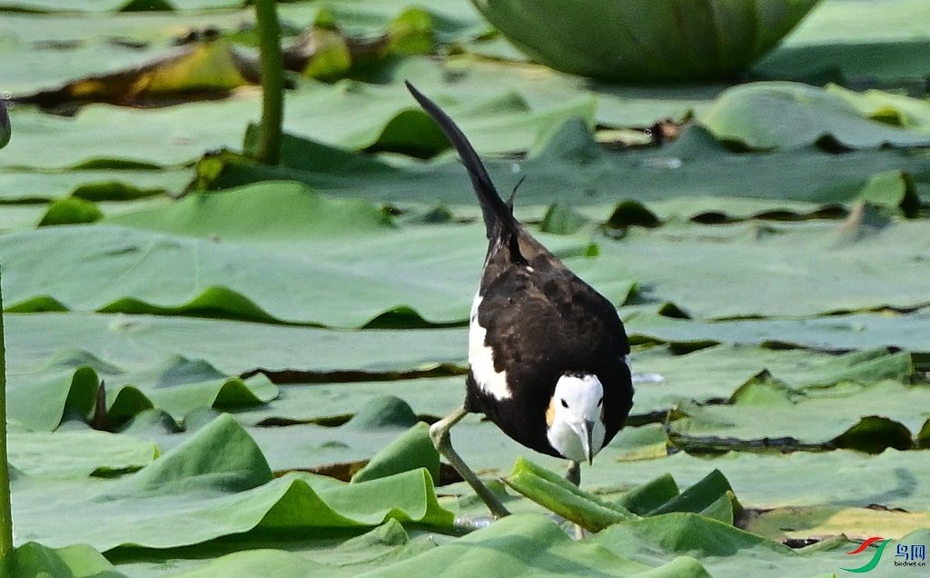 DSC_2352.JPG