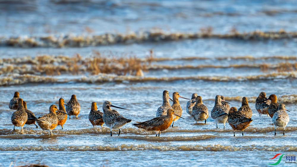 ��β����